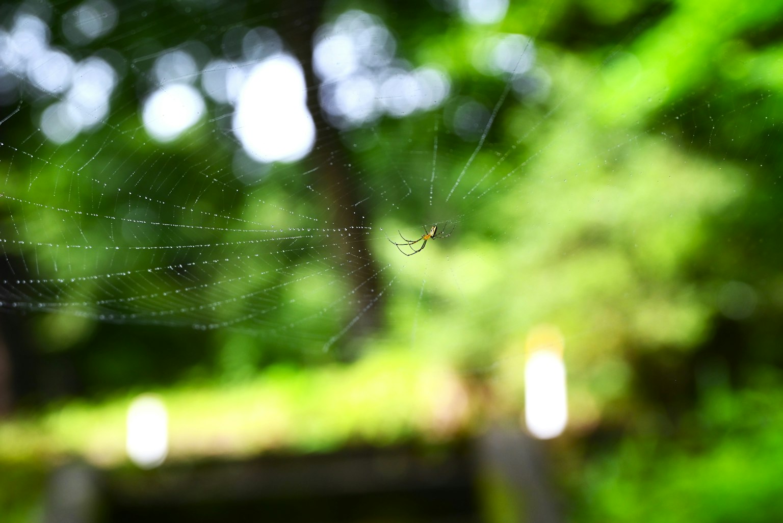 Une image floue d'une toile d'araignée avec un fond vert