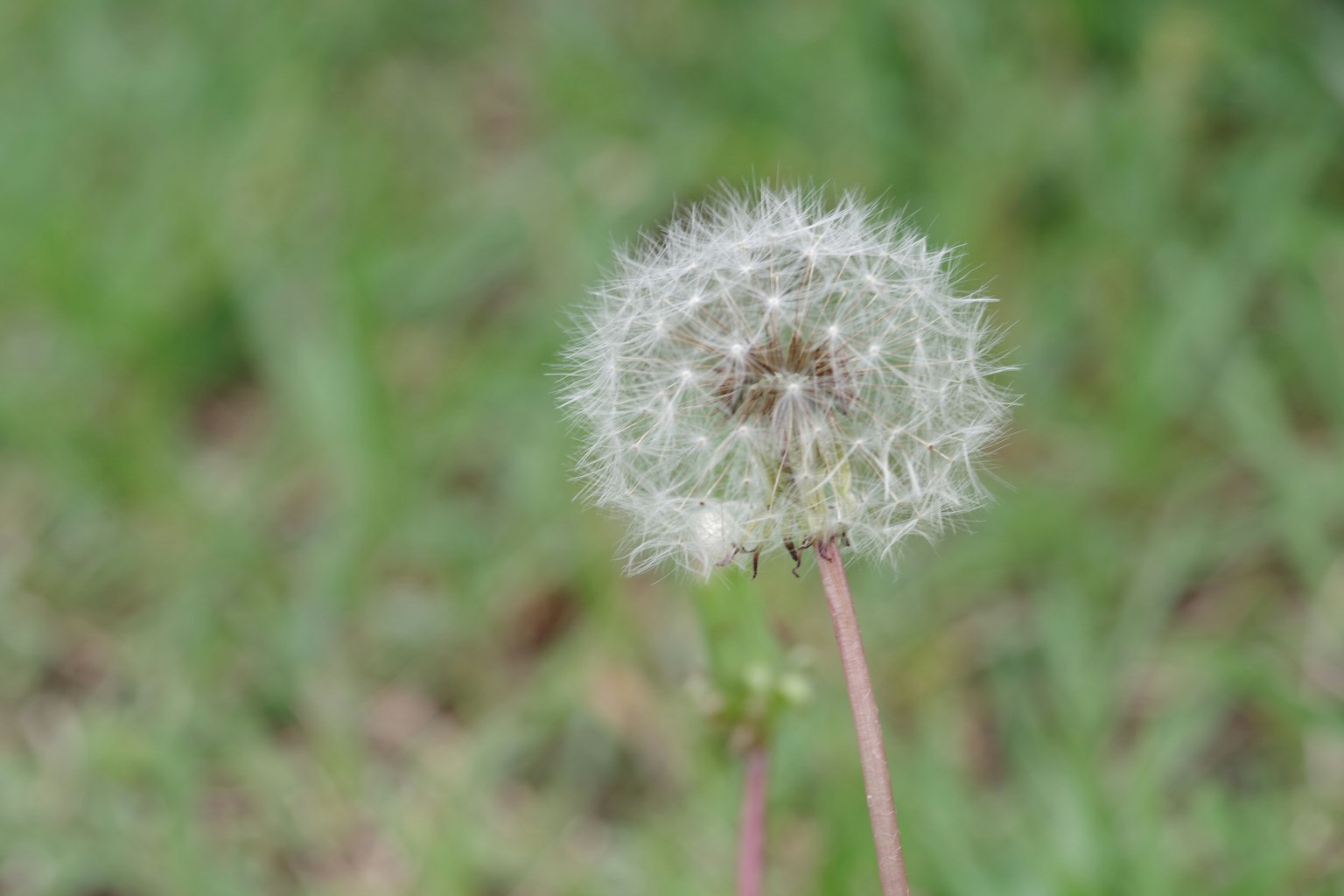 Close-up of a dandelion puffball in green grass