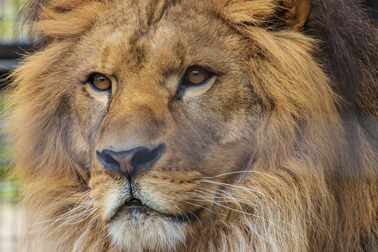 Close-up of a lion's face showcasing its golden mane and piercing eyes