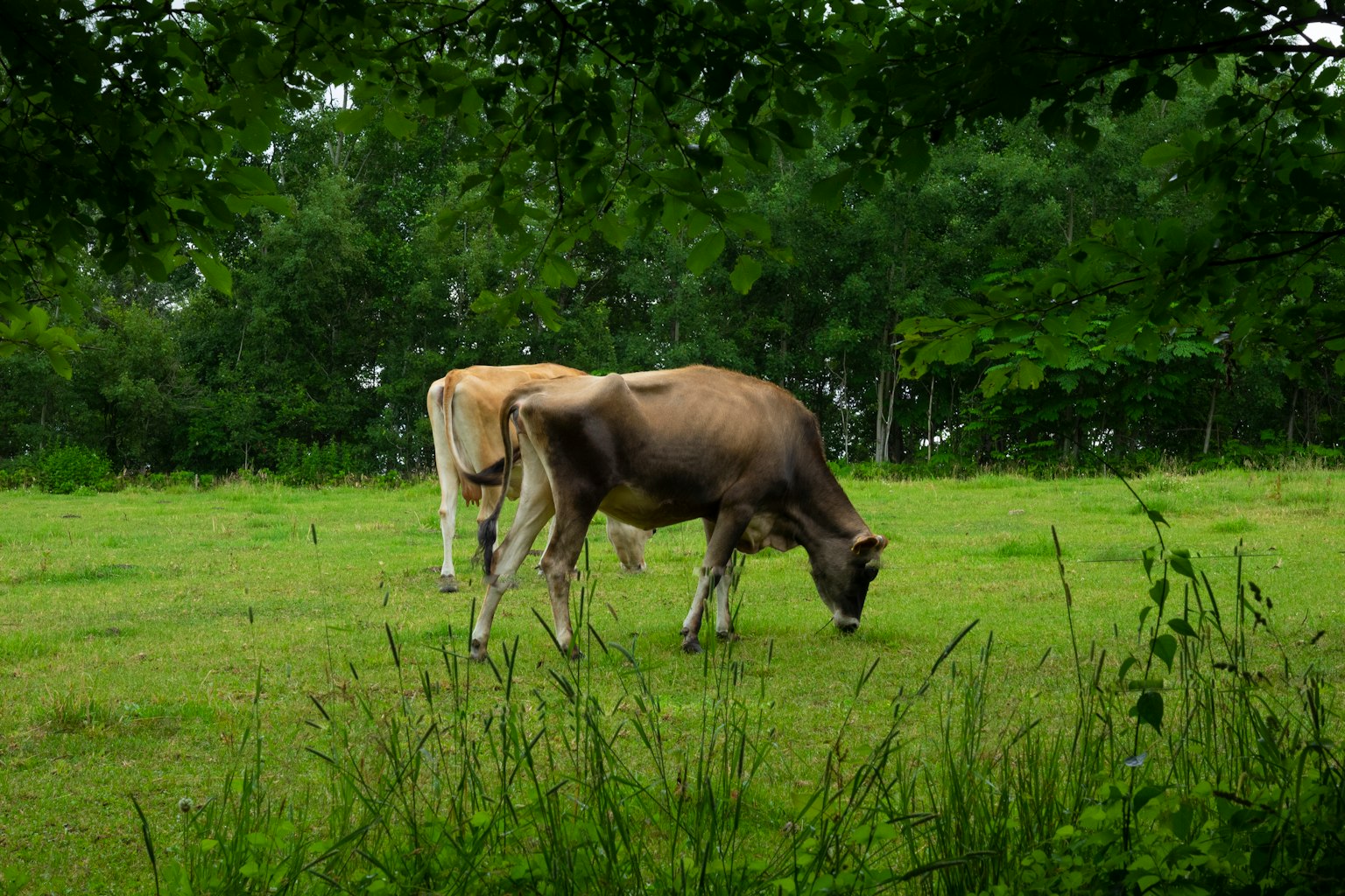 Dua sapi merumput di padang hijau dikelilingi pepohonan