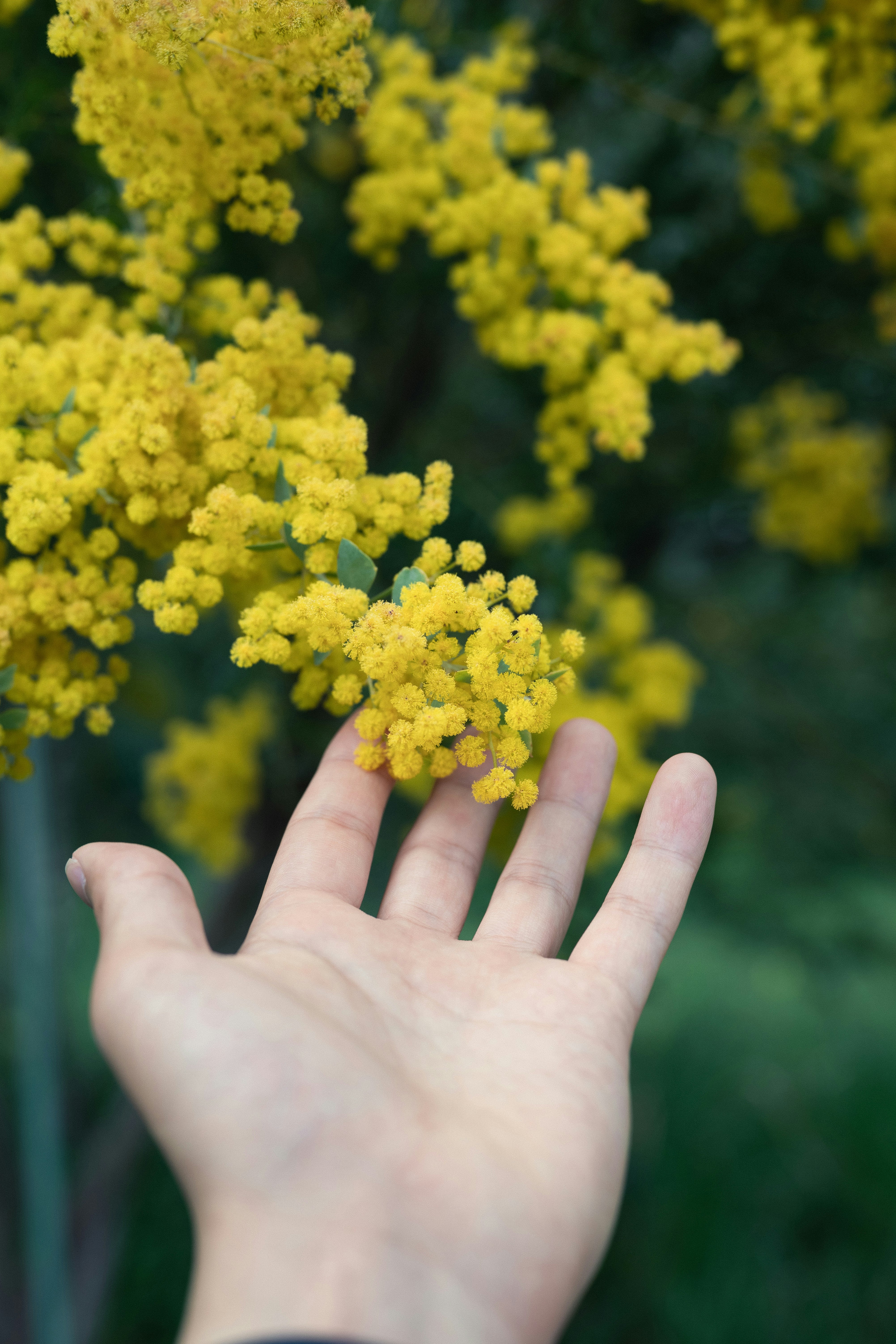 手のひらに咲く黄色いミモザの花房
