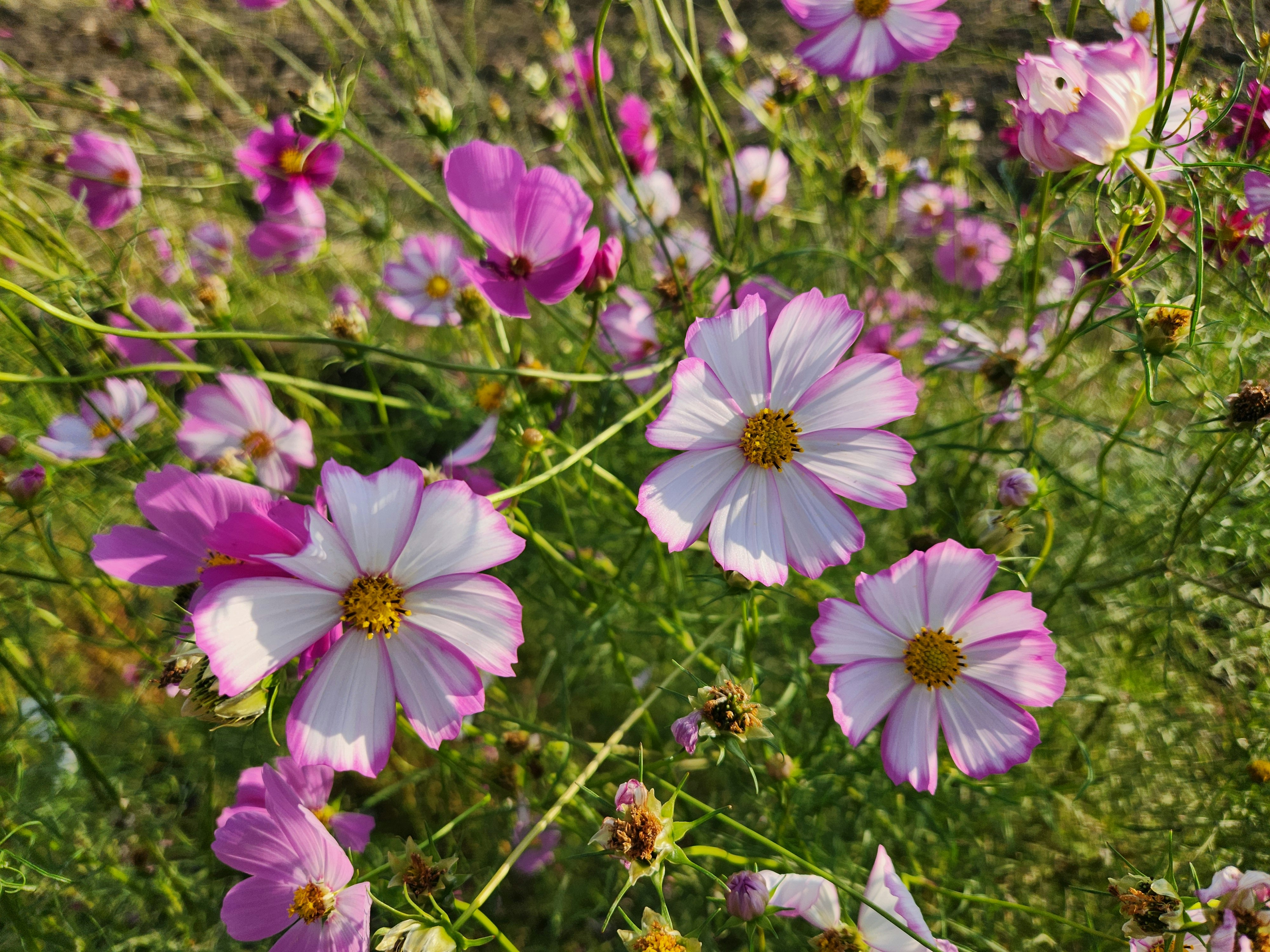 芝生に咲くピンクのコスモスの花