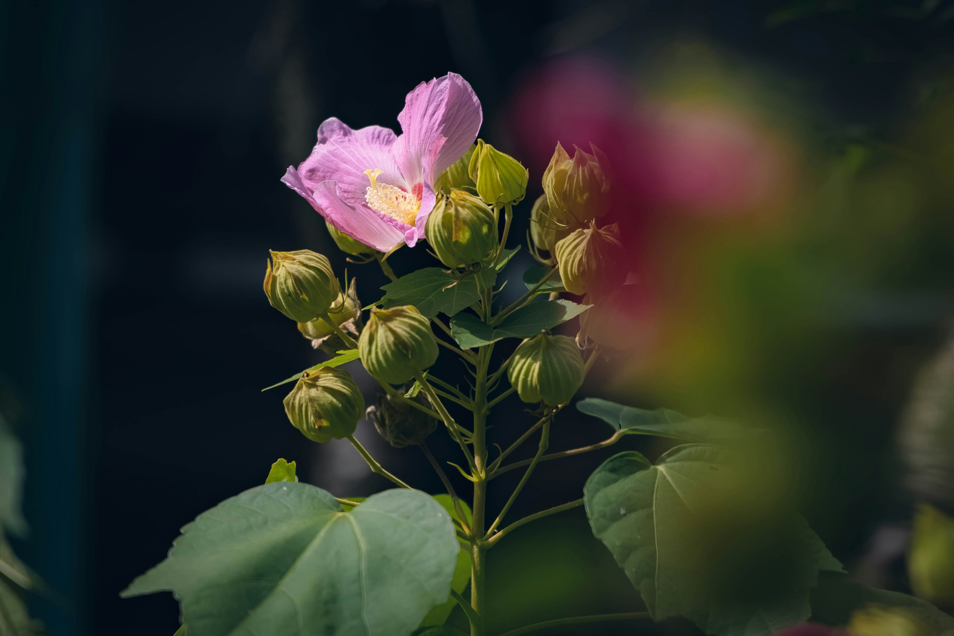 芙蓉の花とつぼみのクローズアップ