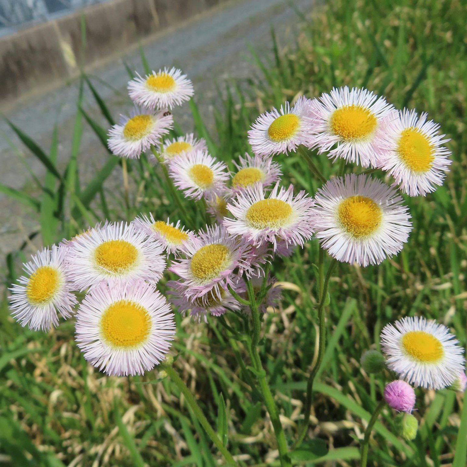 Bündel von weißen Blumen mit blasslila Blütenblättern und grünem Gras