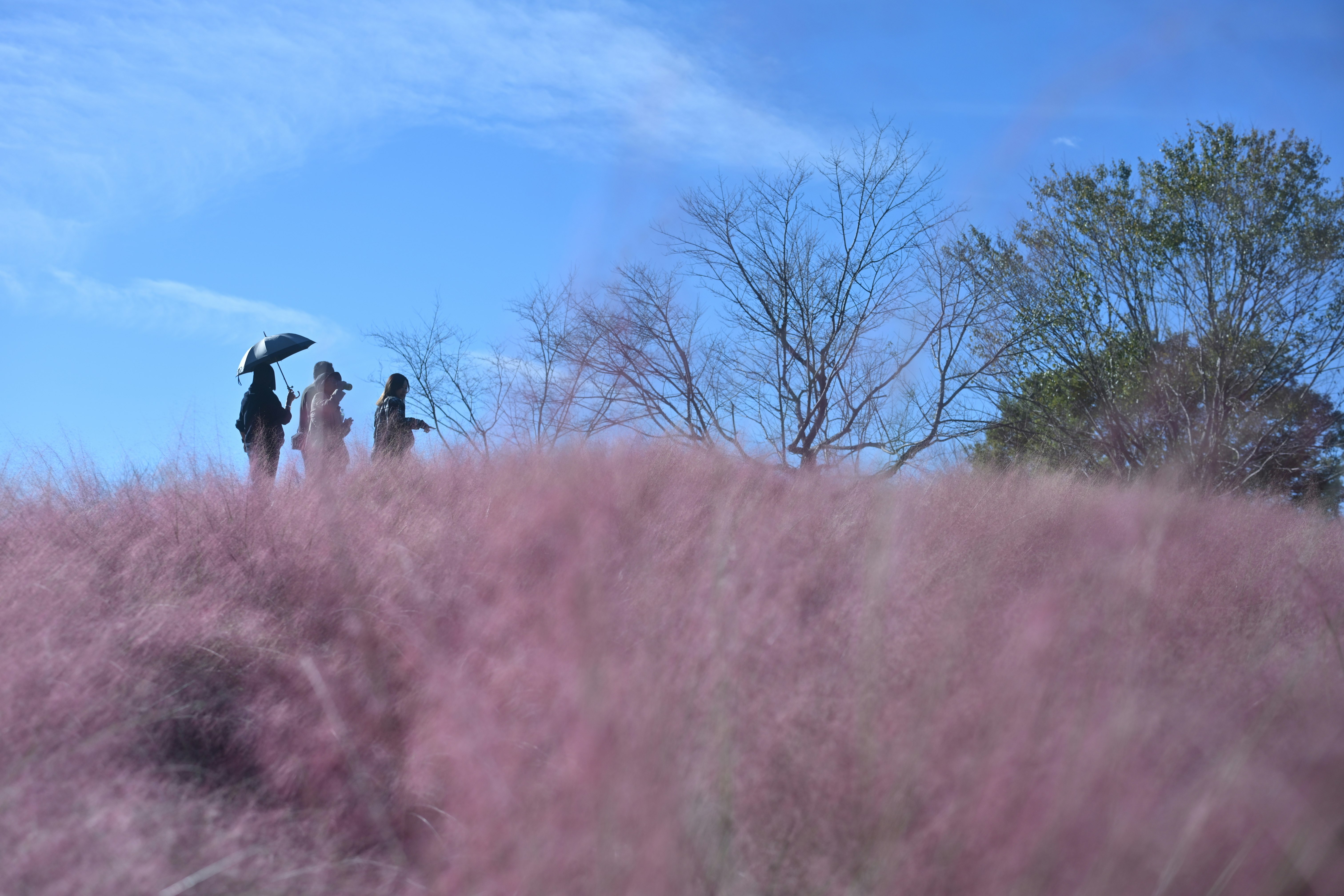 ピンクの草むらの向こうで歩く人々