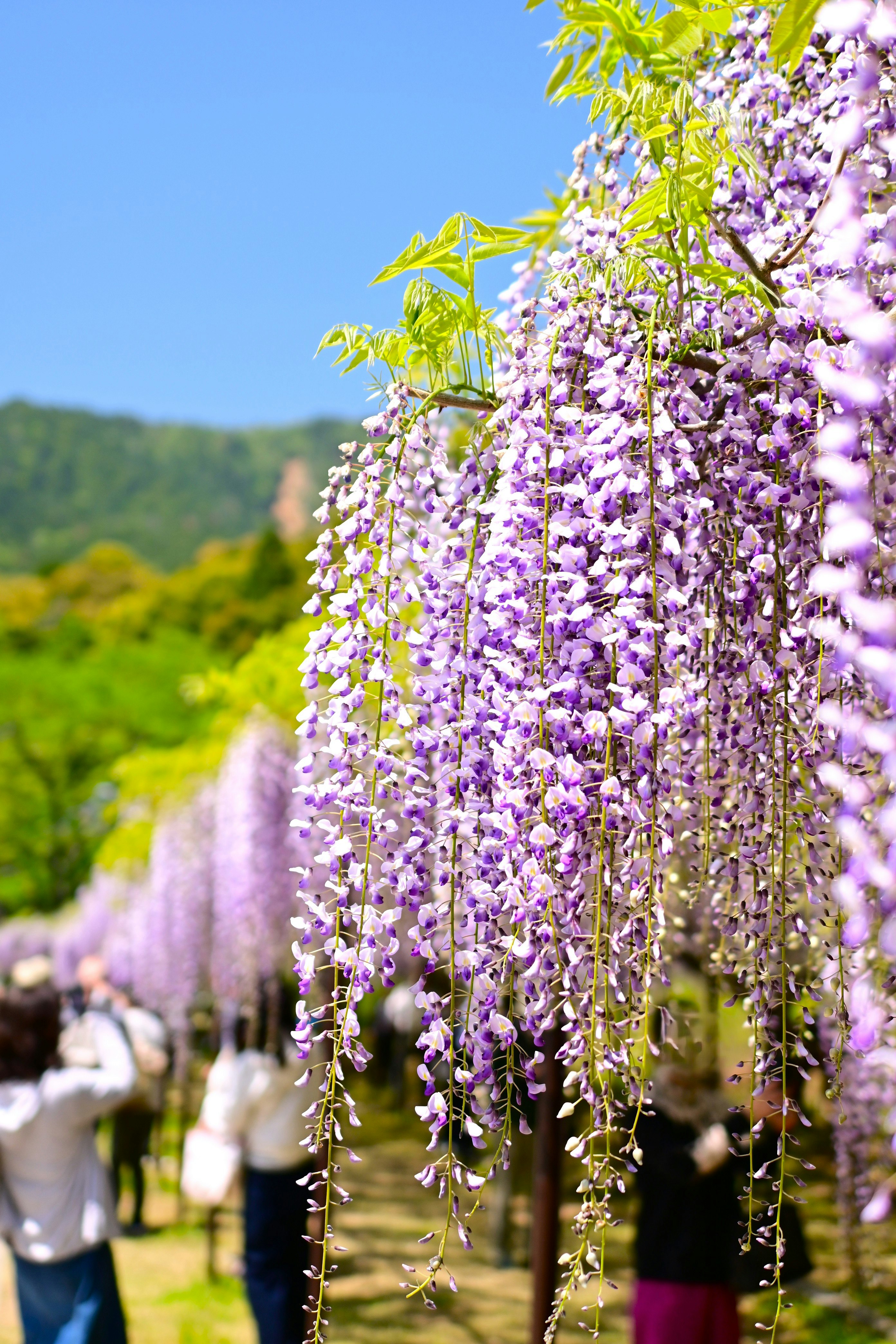 青空の下で藤の花が垂れ下がる庭園の風景
