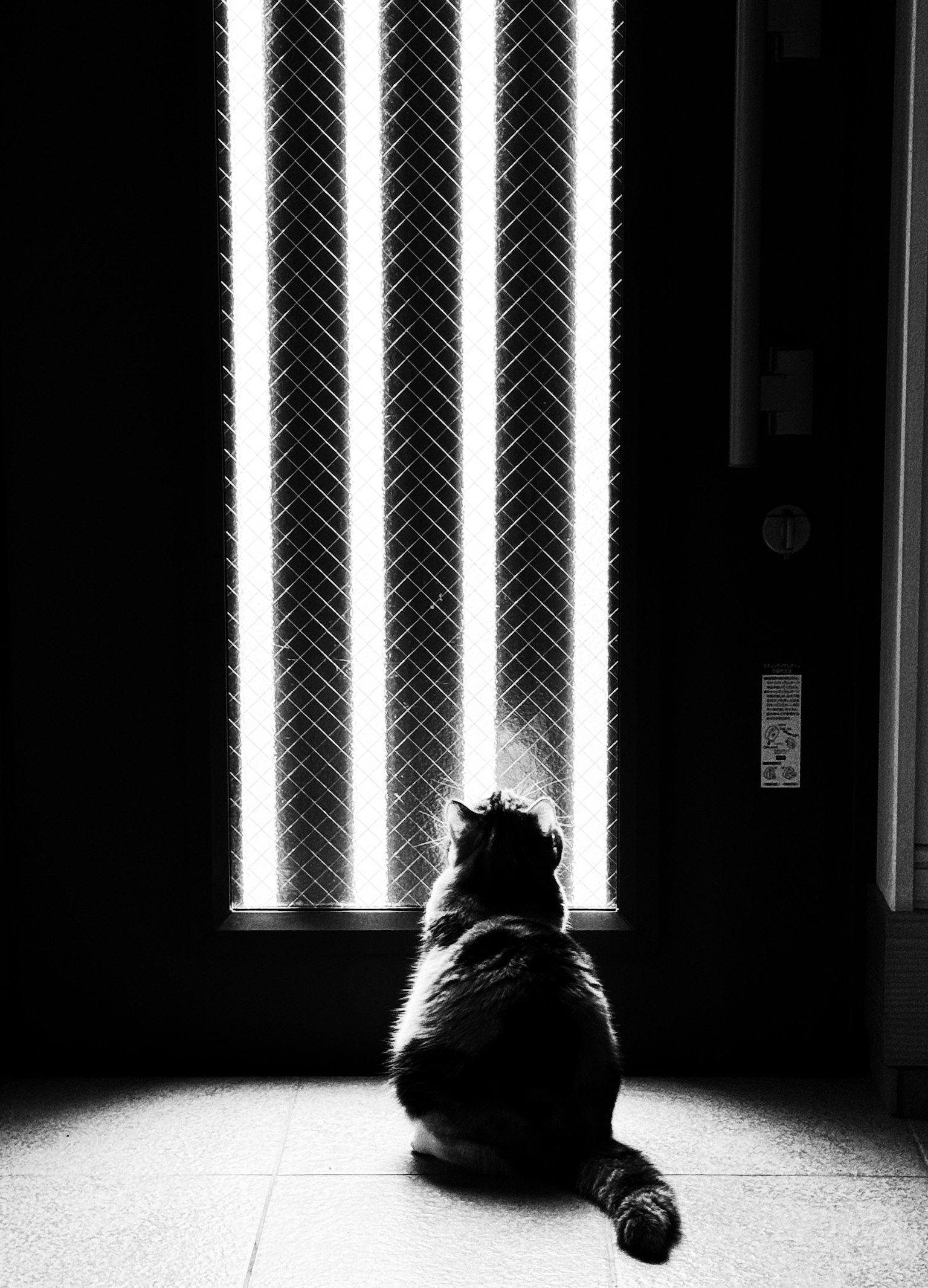 Silueta de un gato negro mirando rayas de luz verticales