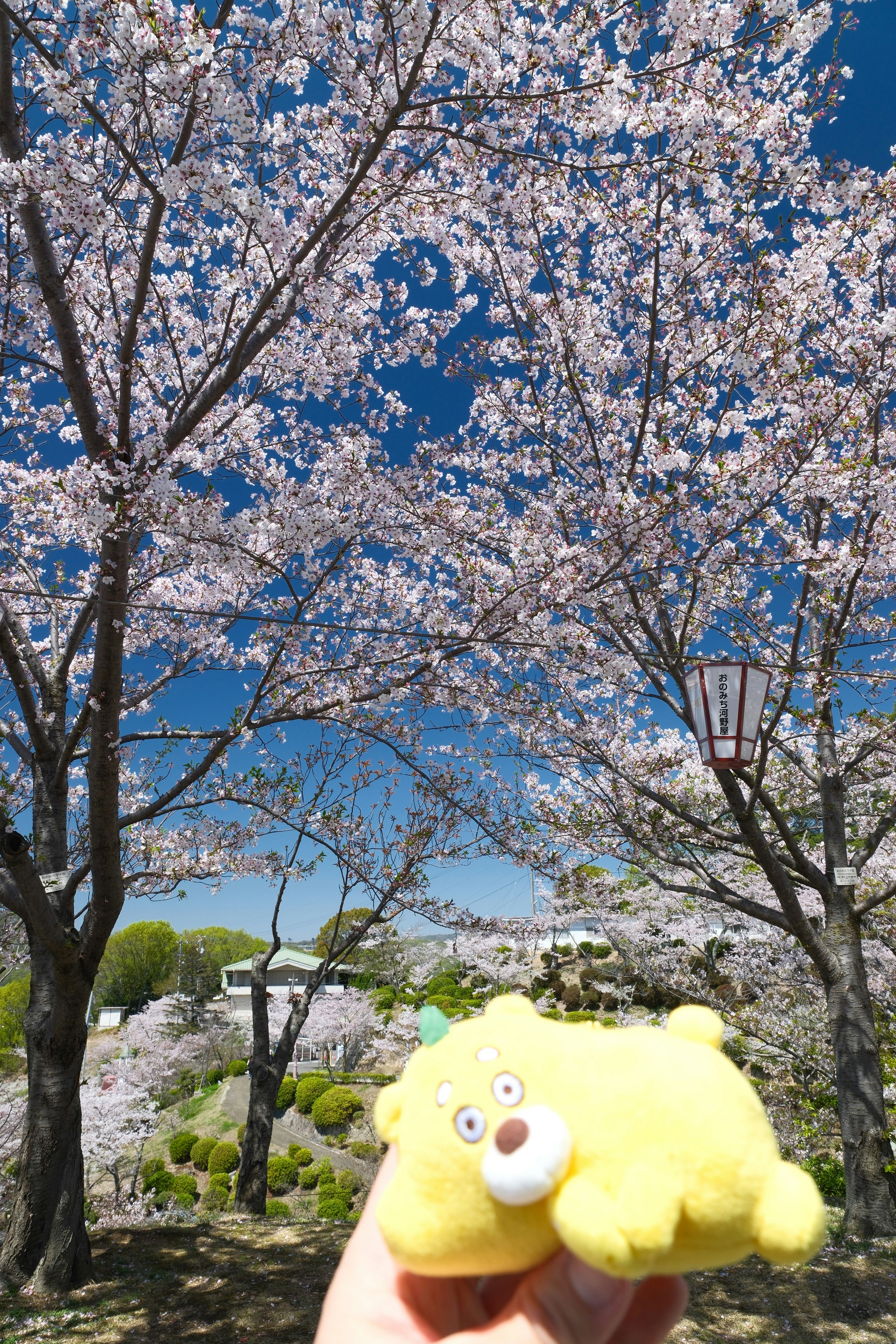 尾道市の千光寺公園で咲く桜並木とぬいぐるみのある散歩道