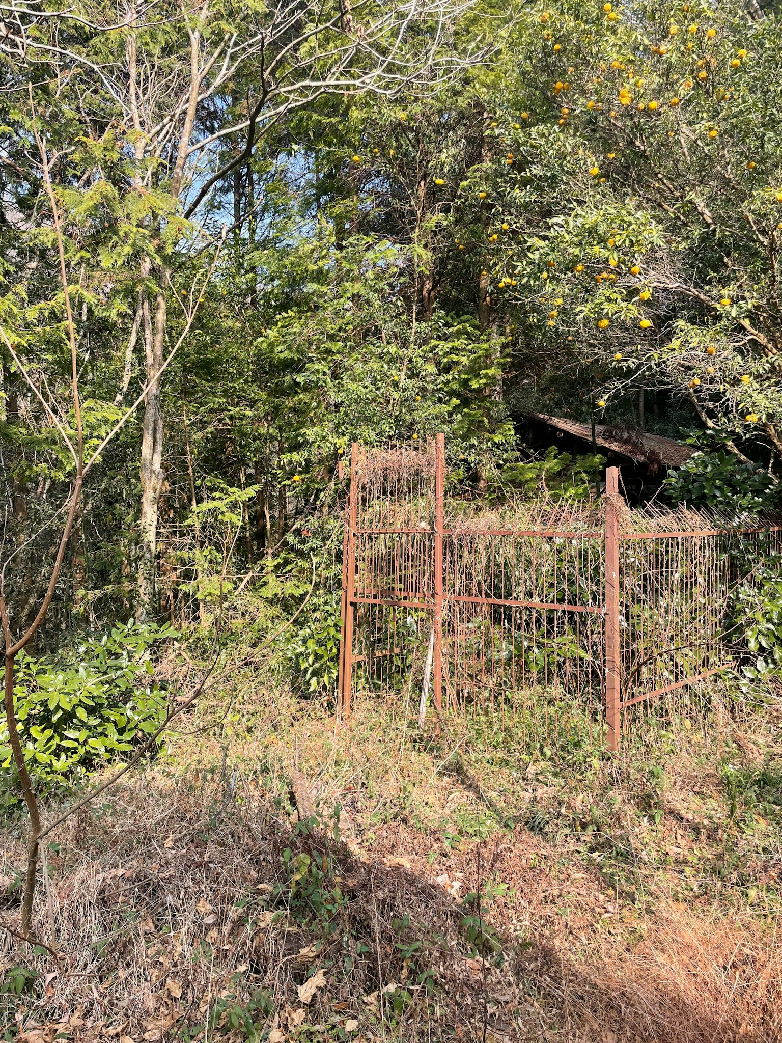 Clôture en métal rouillé se tenant au milieu d'une verdure luxuriante