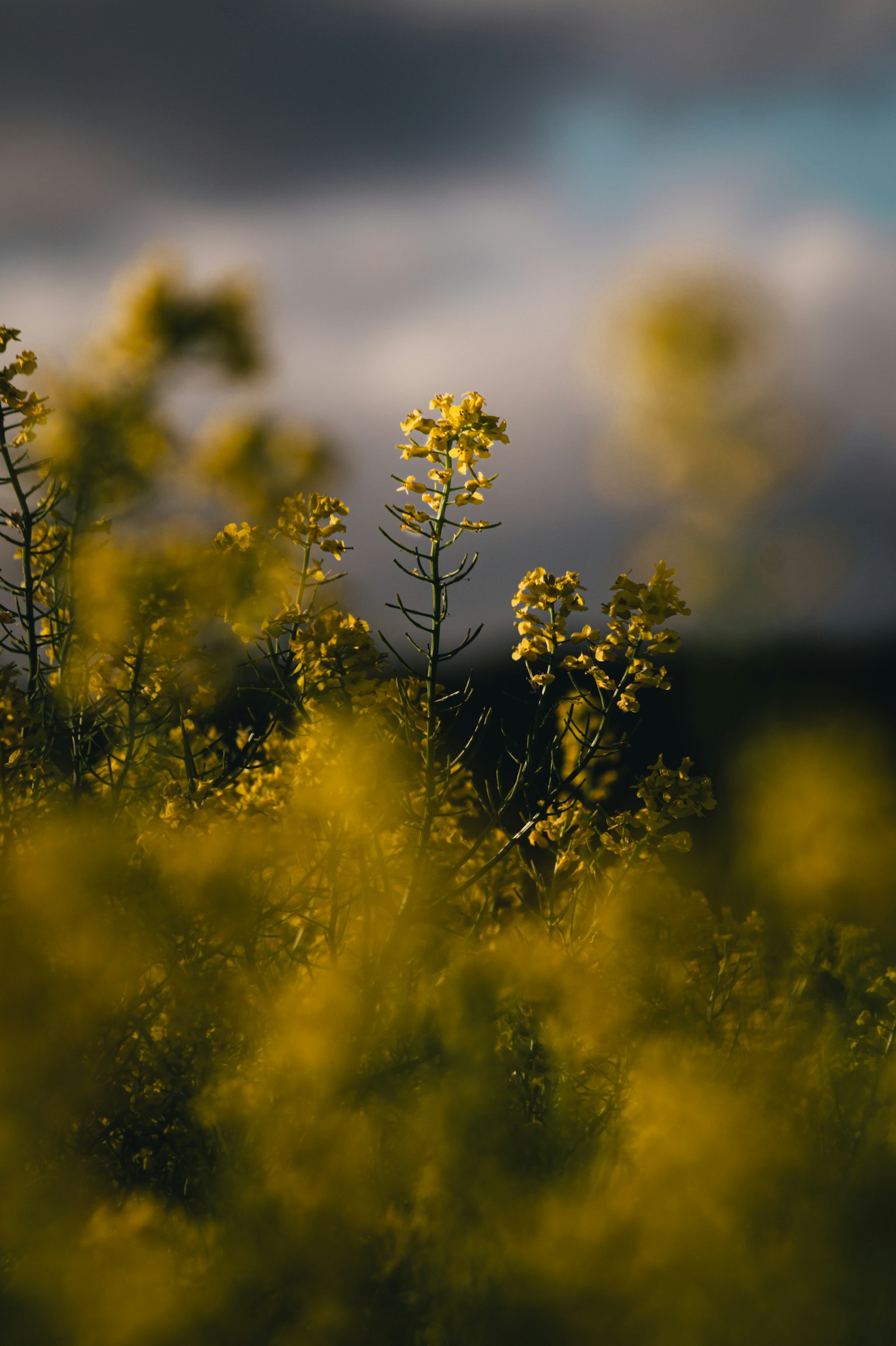 A field of yellow flowers with a blurred background