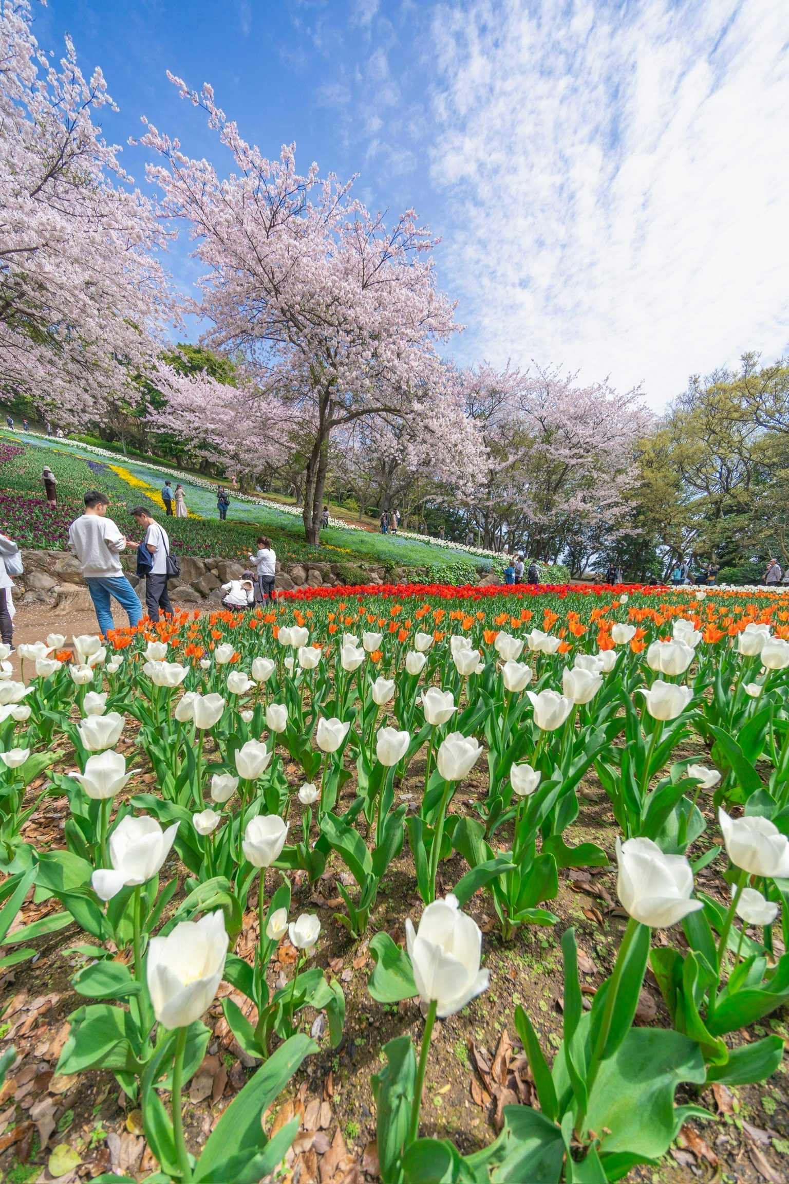 公園場景，白色鬱金香和櫻花樹
