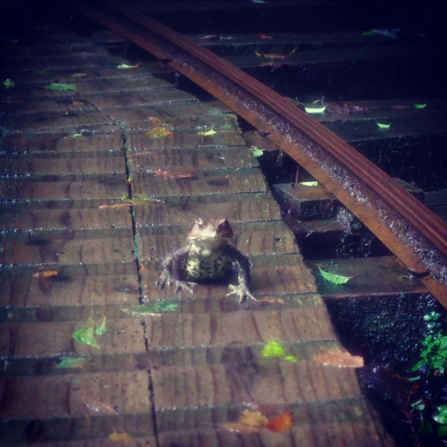階段のある屋外通路で光に照らされた鳥