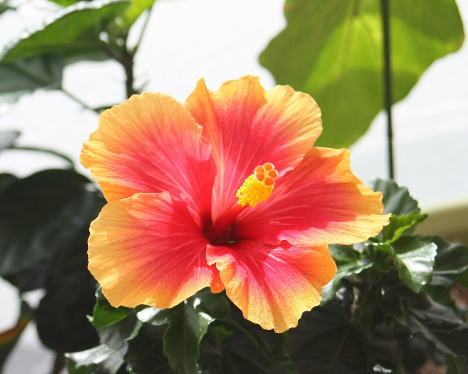 Fiore di ibisco vibrante in arancione e rosa