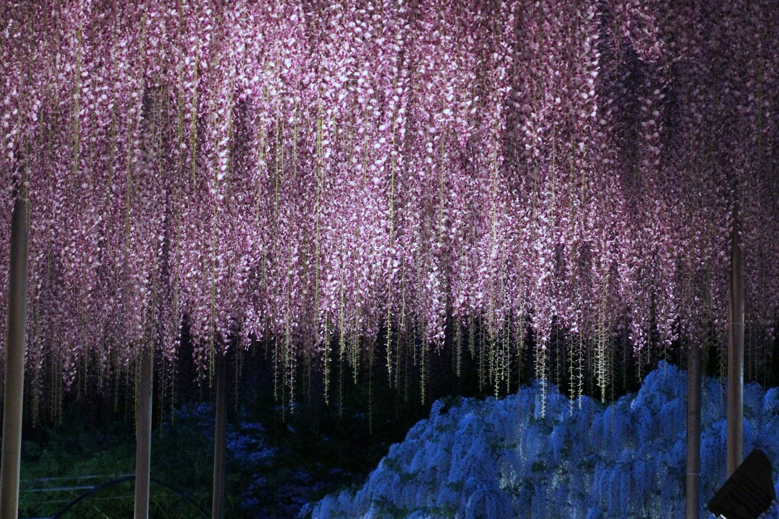 Beautiful scene of cascading purple wisteria flowers