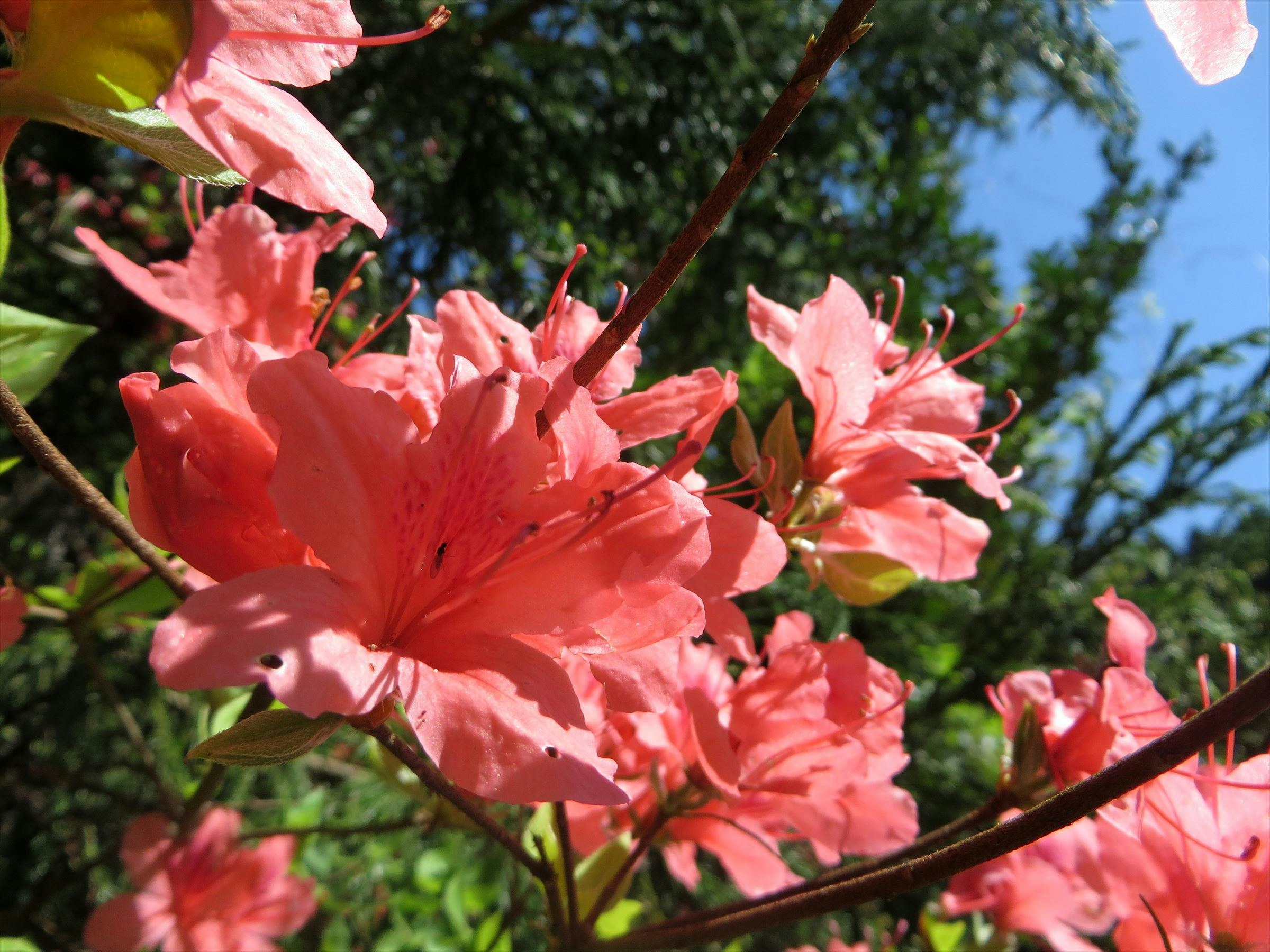 ピンクの花が枝に咲く花のクローズアップ
