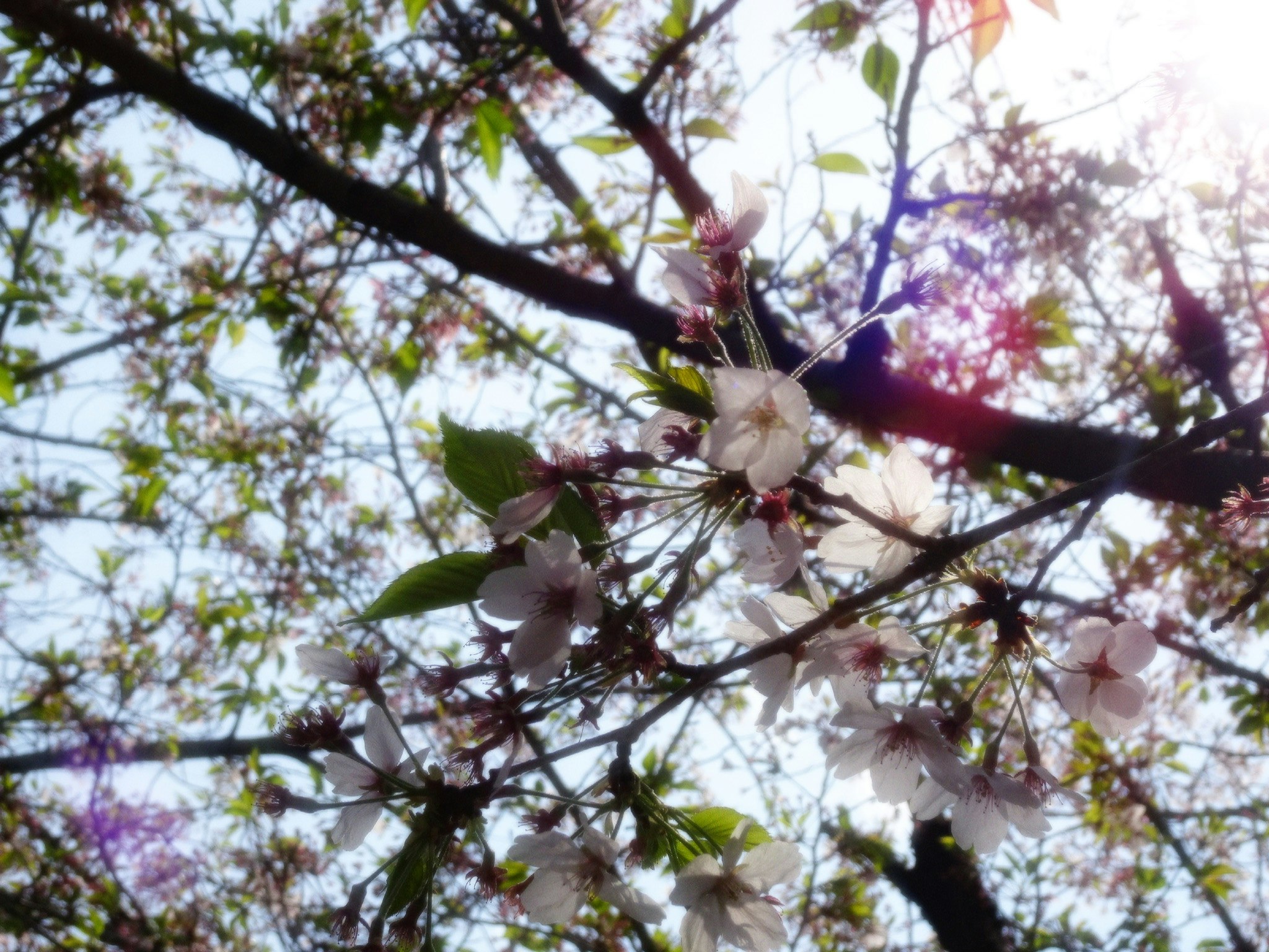 桜の花が枝に咲く春の木々のクローズアップ