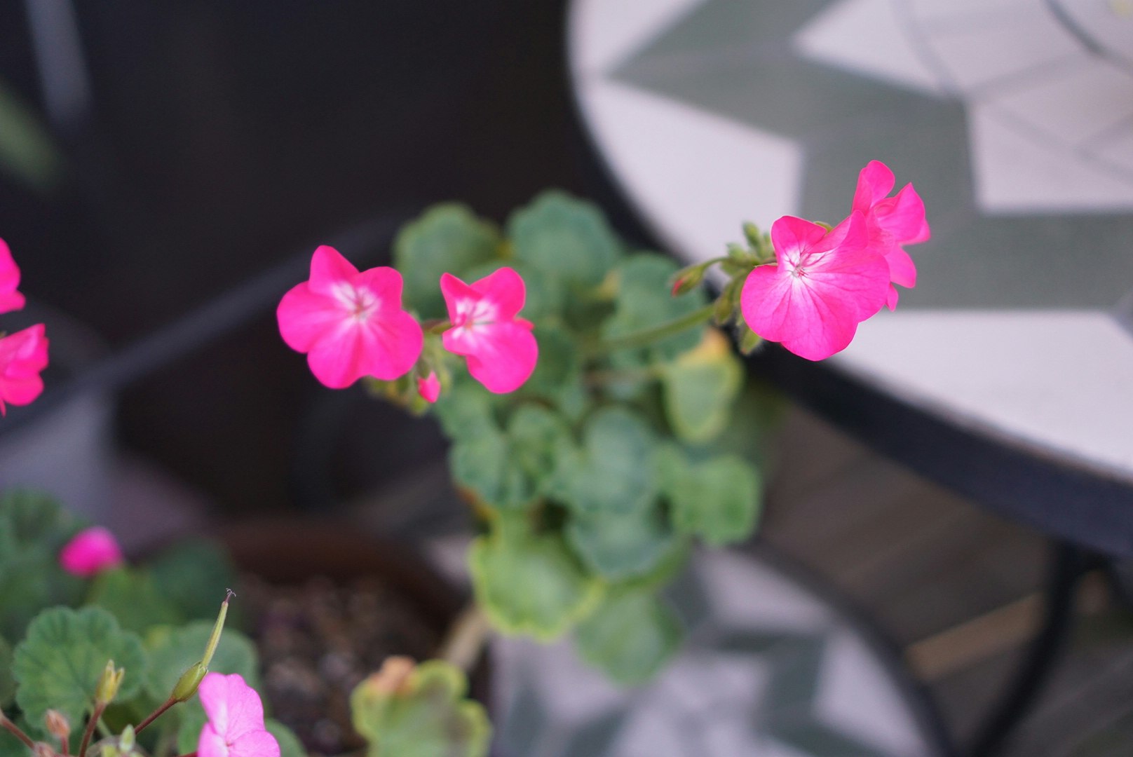 ピンクの花と多肉植物の寄りの室内ディスプレイ