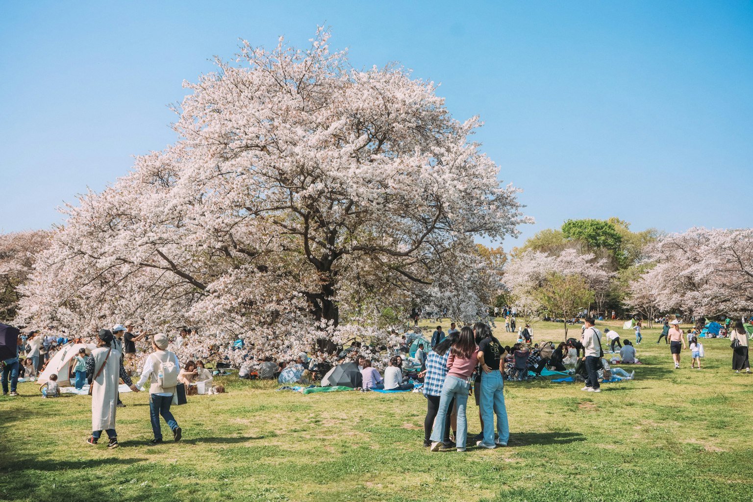 Personas reunidas bajo un árbol de cerezo en flor en un parque