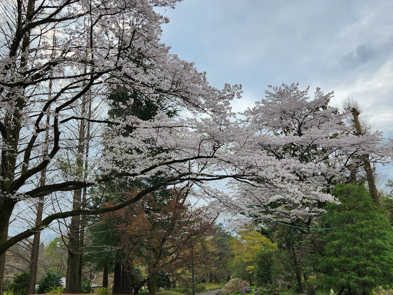Pohon sakura berbunga di taman yang tenang