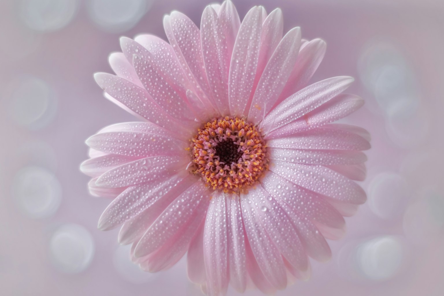Beautiful image of a pink daisy flower with dew drops