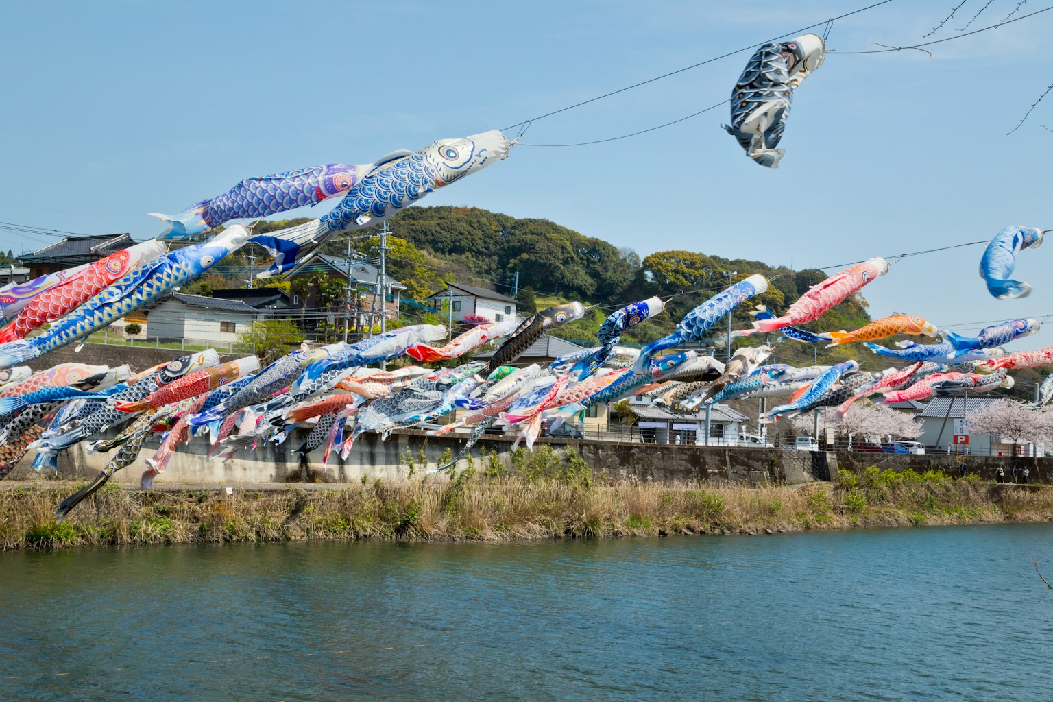 Koinobori terbang di atas sungai dengan pemandangan sekitar