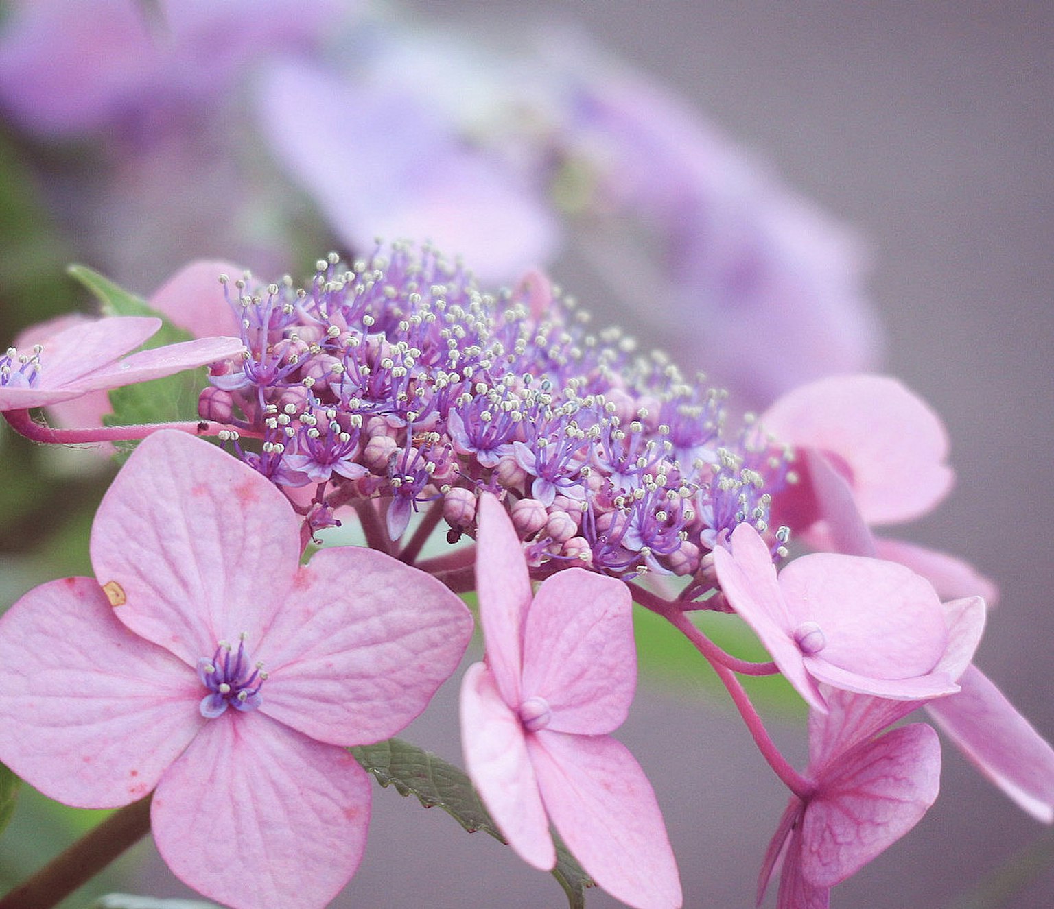 ดอกไม้สีม่วงและสีชมพูที่สวยงามบานร่วมกัน