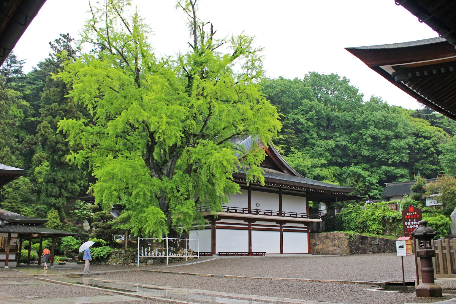 Una scena di giardino serena con un grande albero verde e architettura tradizionale