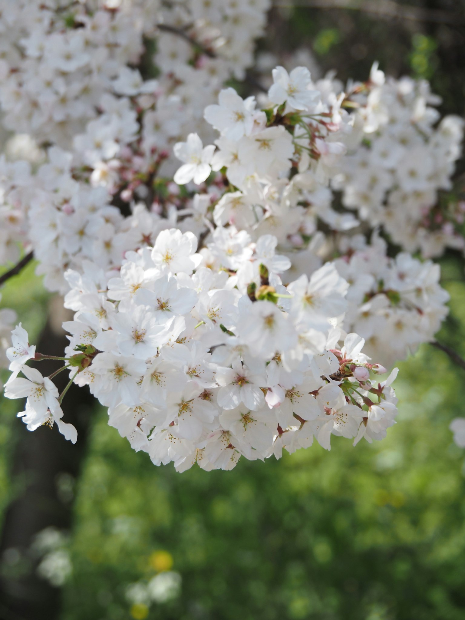 Nahaufnahme von weißen Kirschblüten an einem Baum