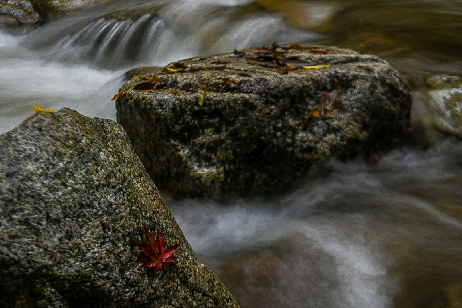 primer plano de un arroyo que fluye sobre rocas cubiertas de musgo