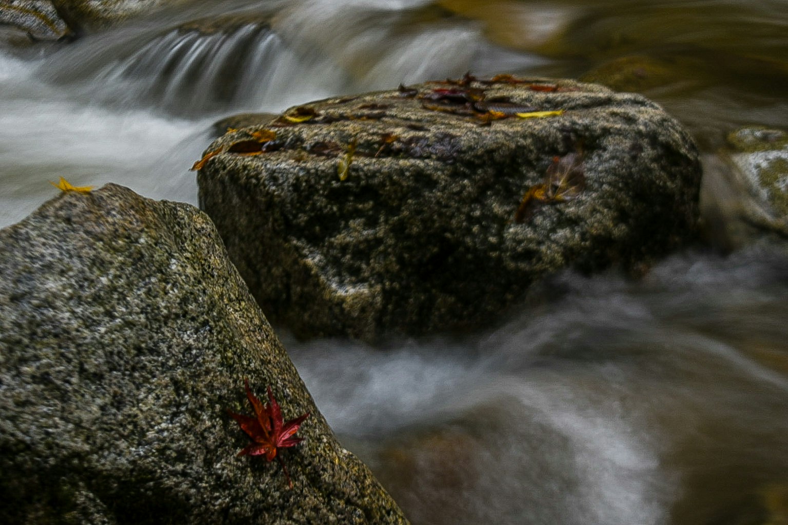 Felsen im fließenden Wasser mit Herbstblättern