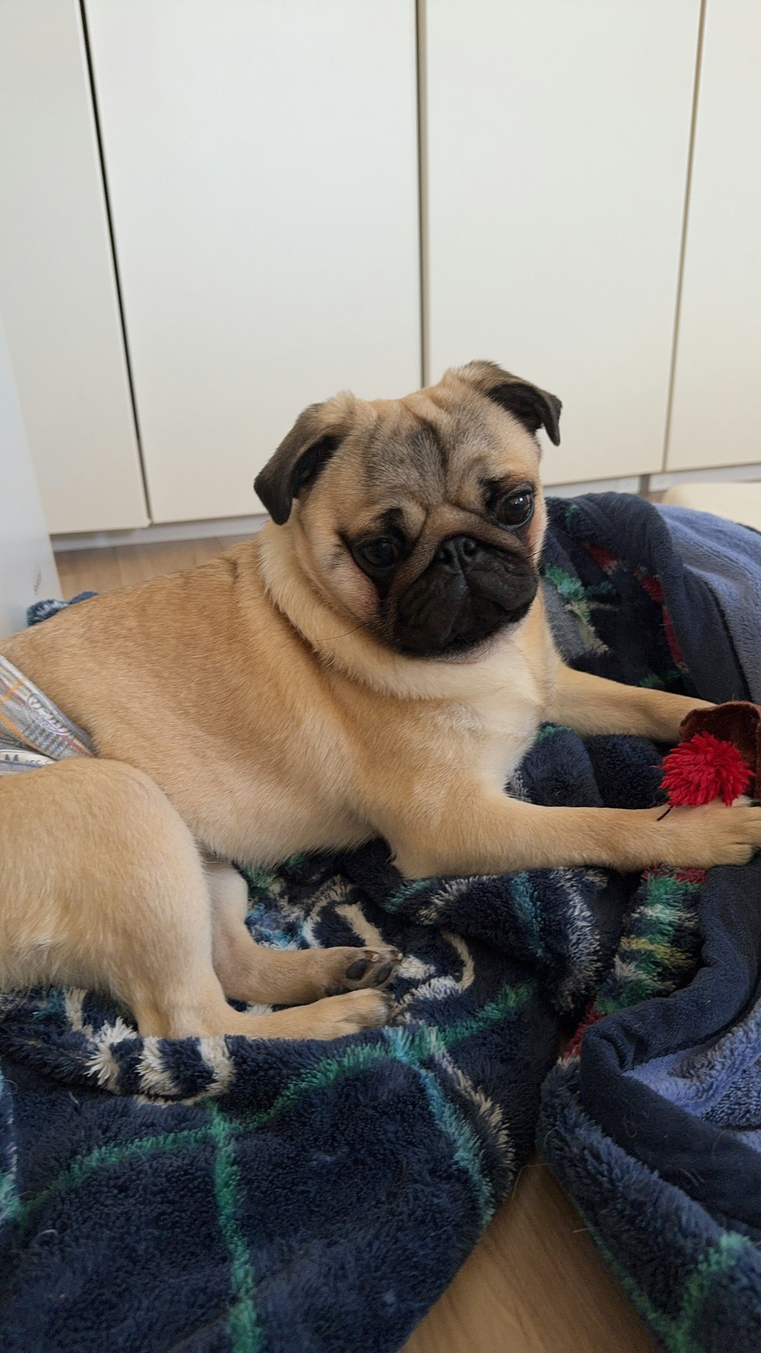 Chó Pug thư giãn trên một chiếc chăn