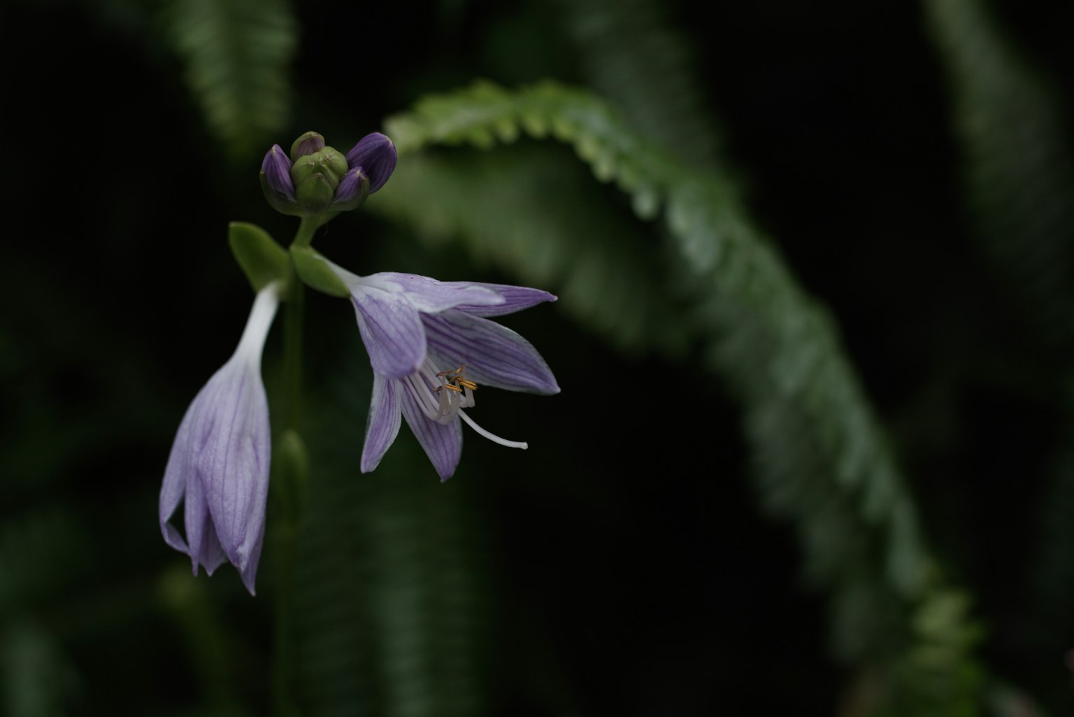 Une fleur violet clair émergeant parmi des feuilles vertes