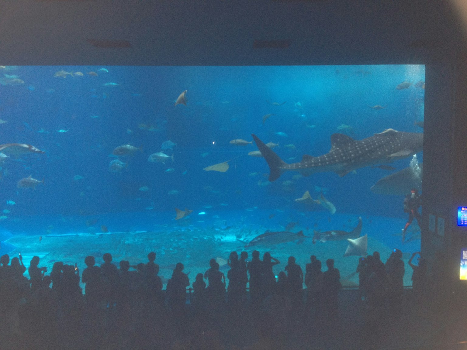 Siluet penonton di depan akuarium besar dengan hiu yang berenang dan berbagai ikan