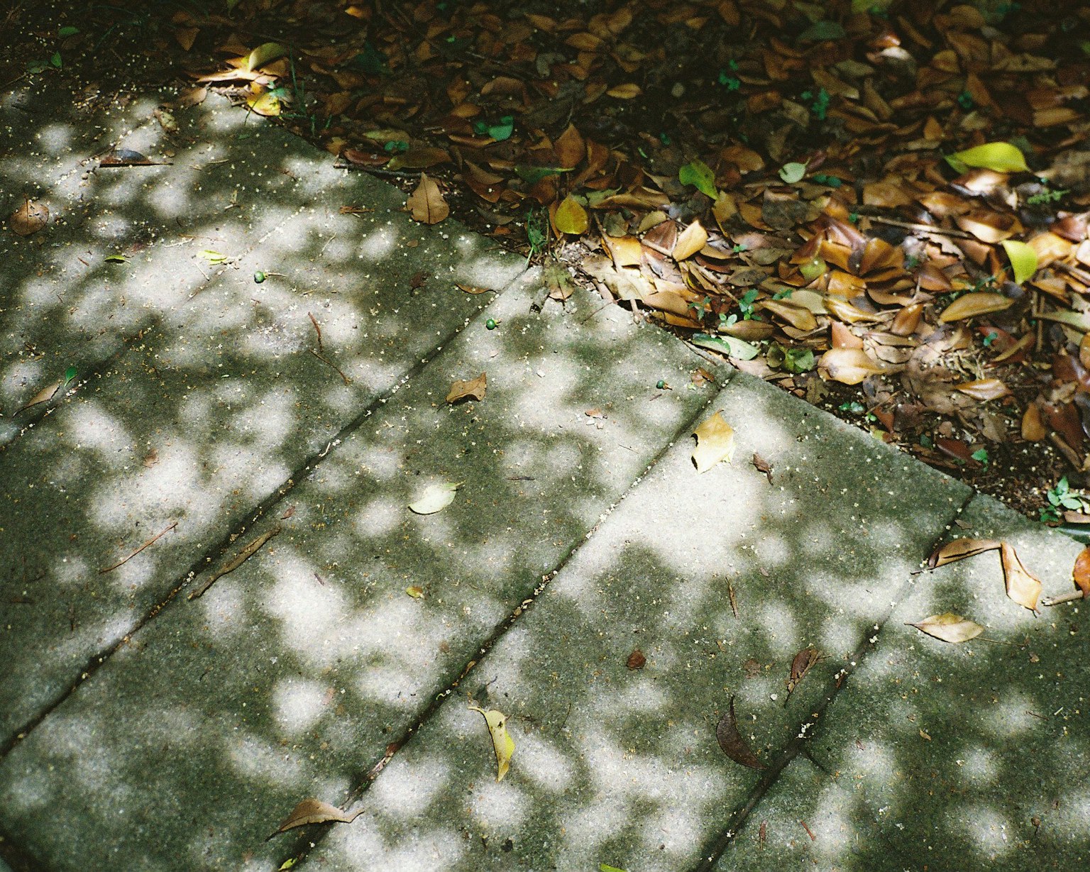 Concrete walkway with leaf shadows and fallen leaves