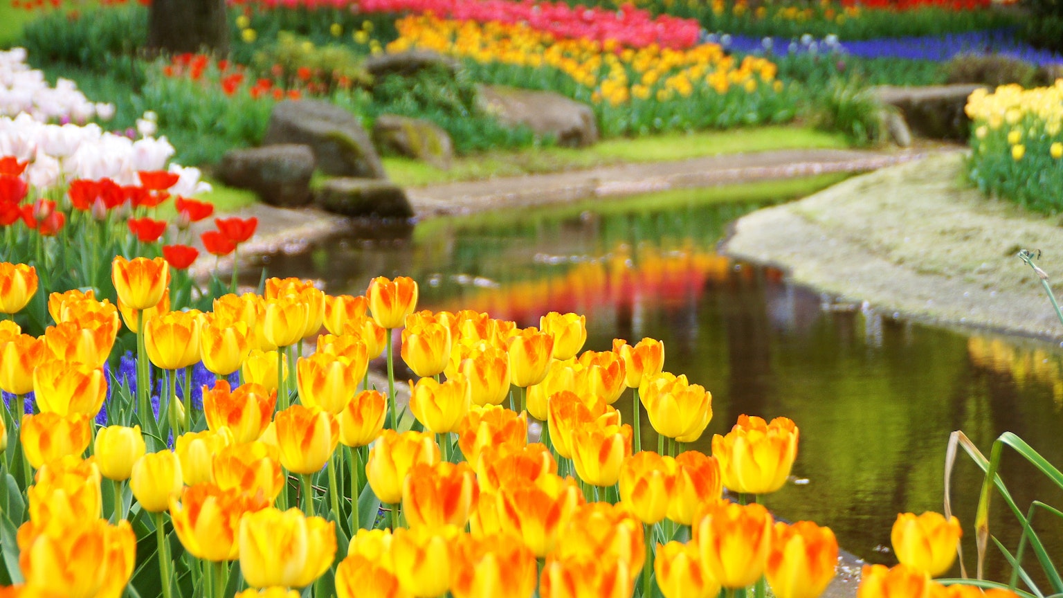 Scena di giardino vibrante con tulipani gialli in fiore accanto a uno stagno tranquillo