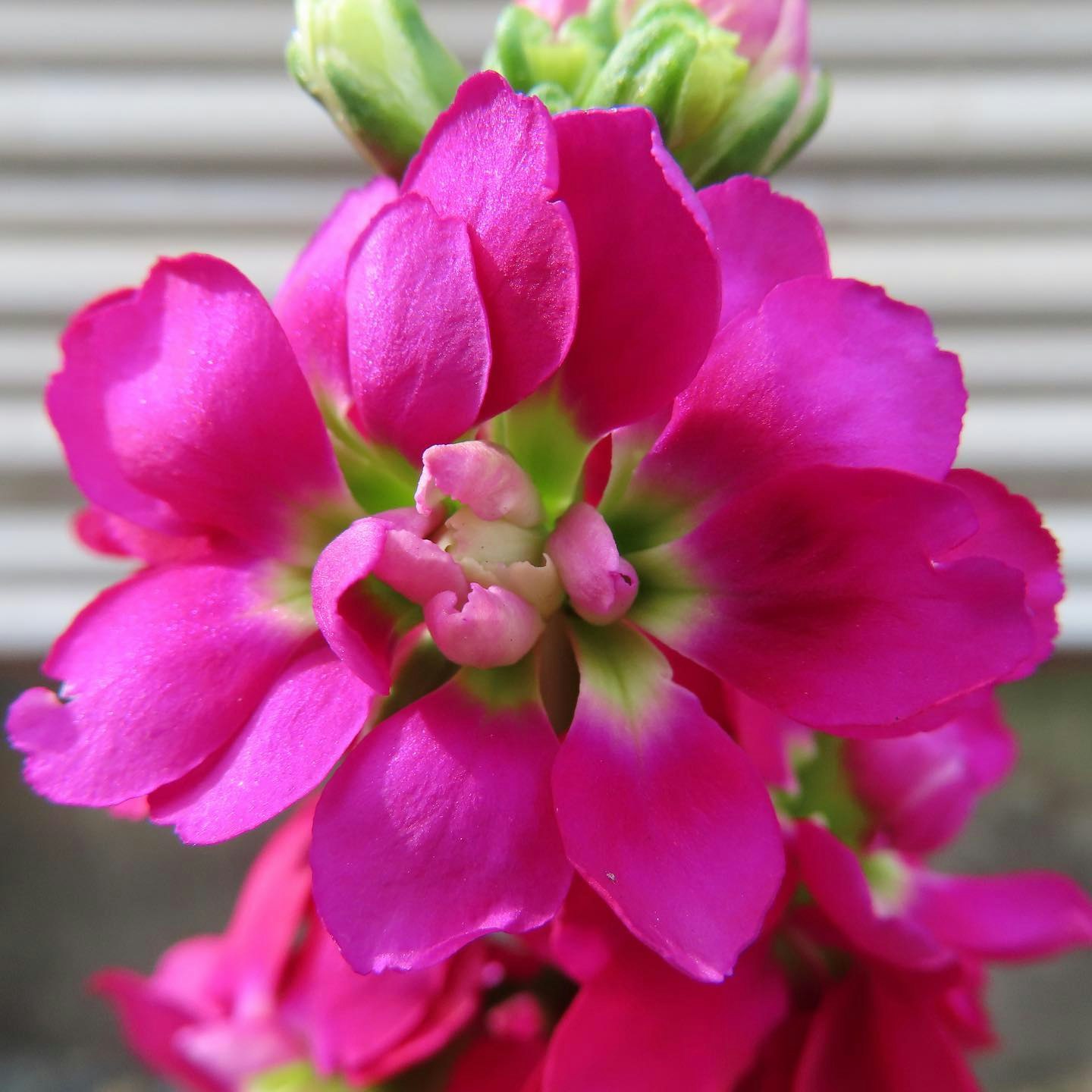 ピンクの花がクローズアップで咲く画像