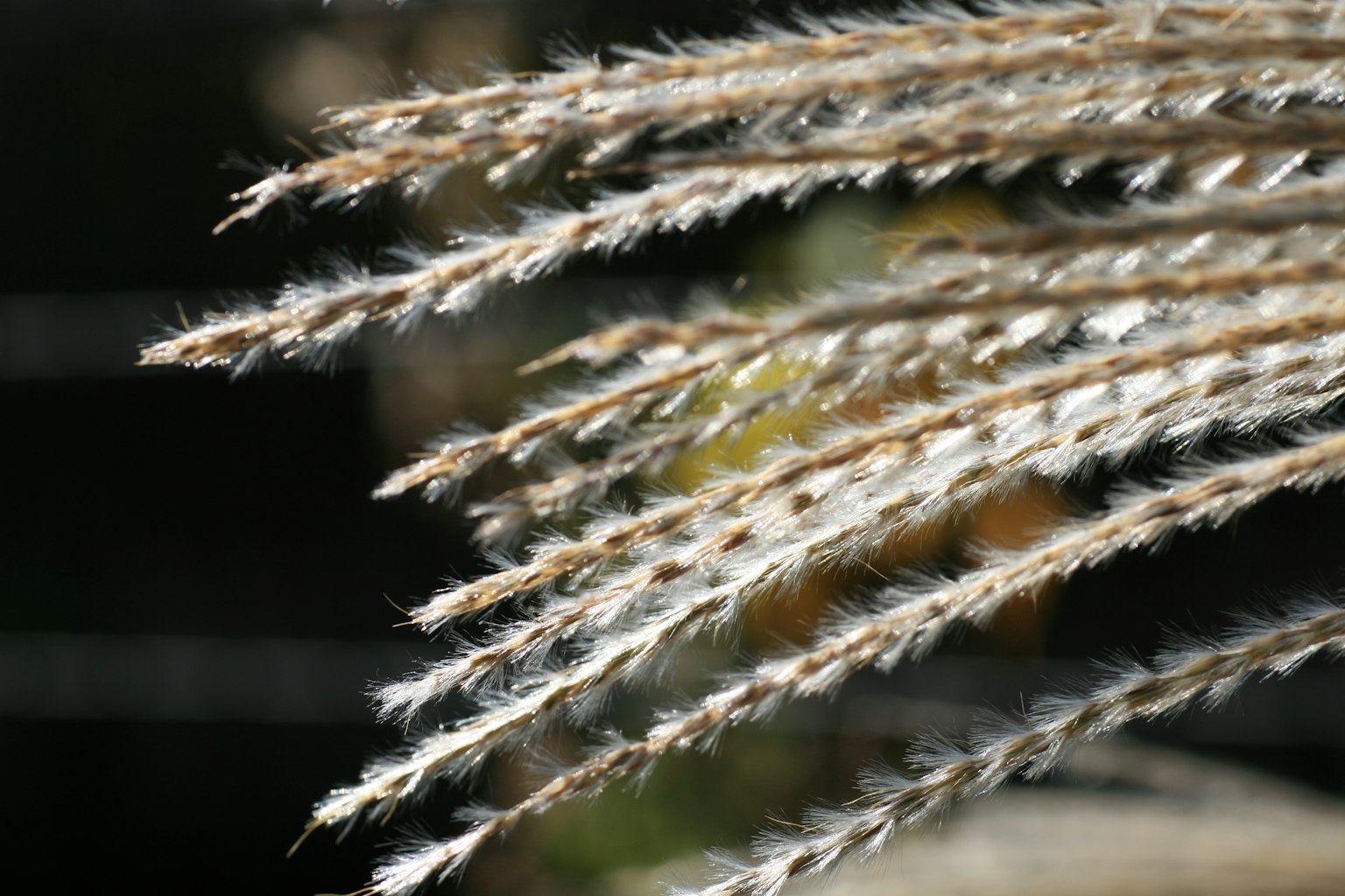 Lange Grashalme, die im Wind wehen