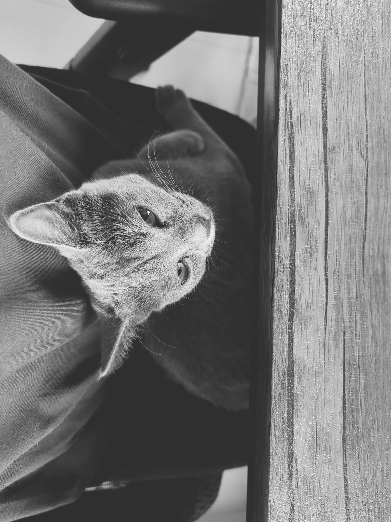 Kucing abu-abu bersantai di atas meja dalam gambar hitam putih