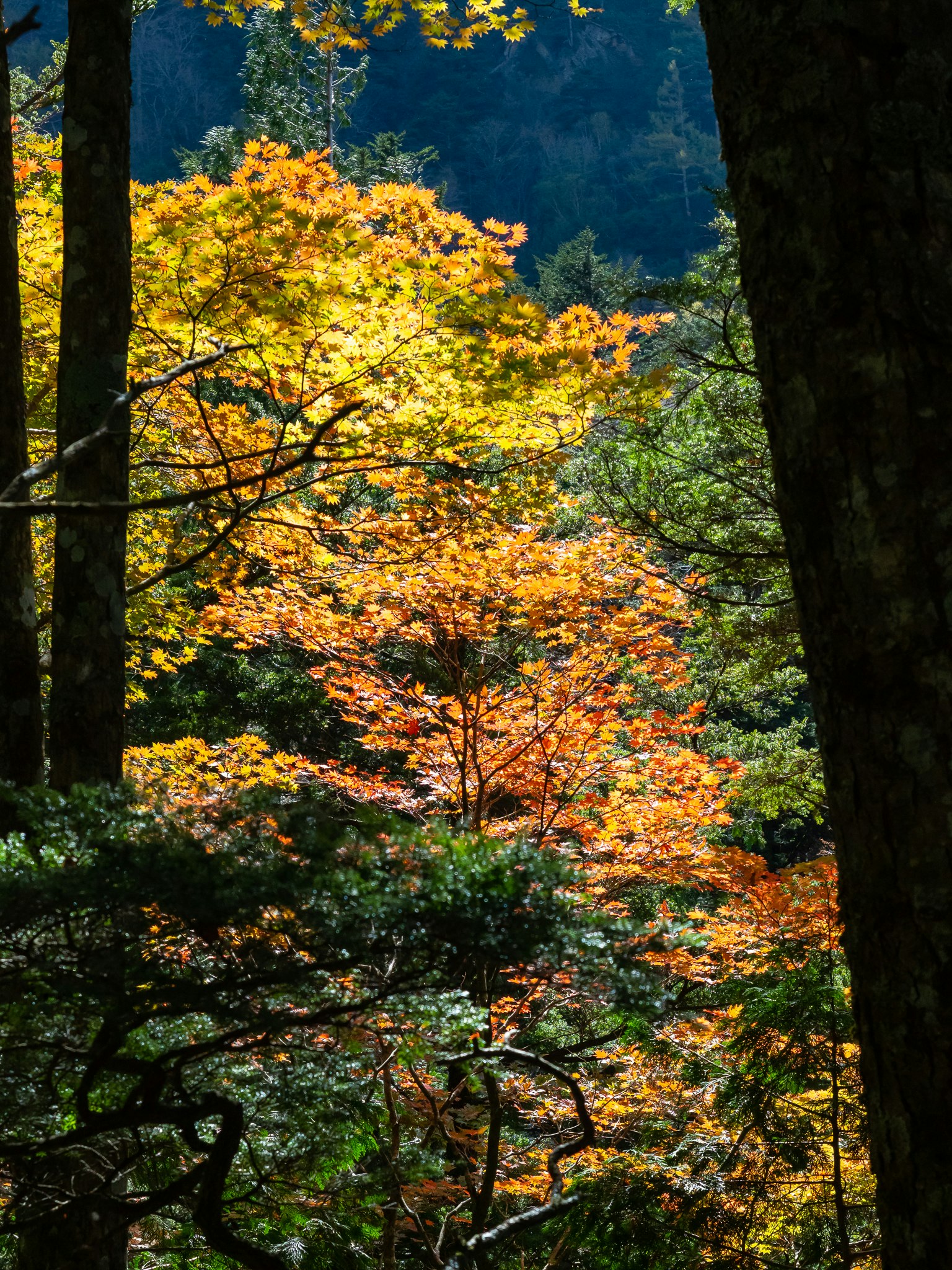 Foliage d'automne vibrant dans un cadre forestier