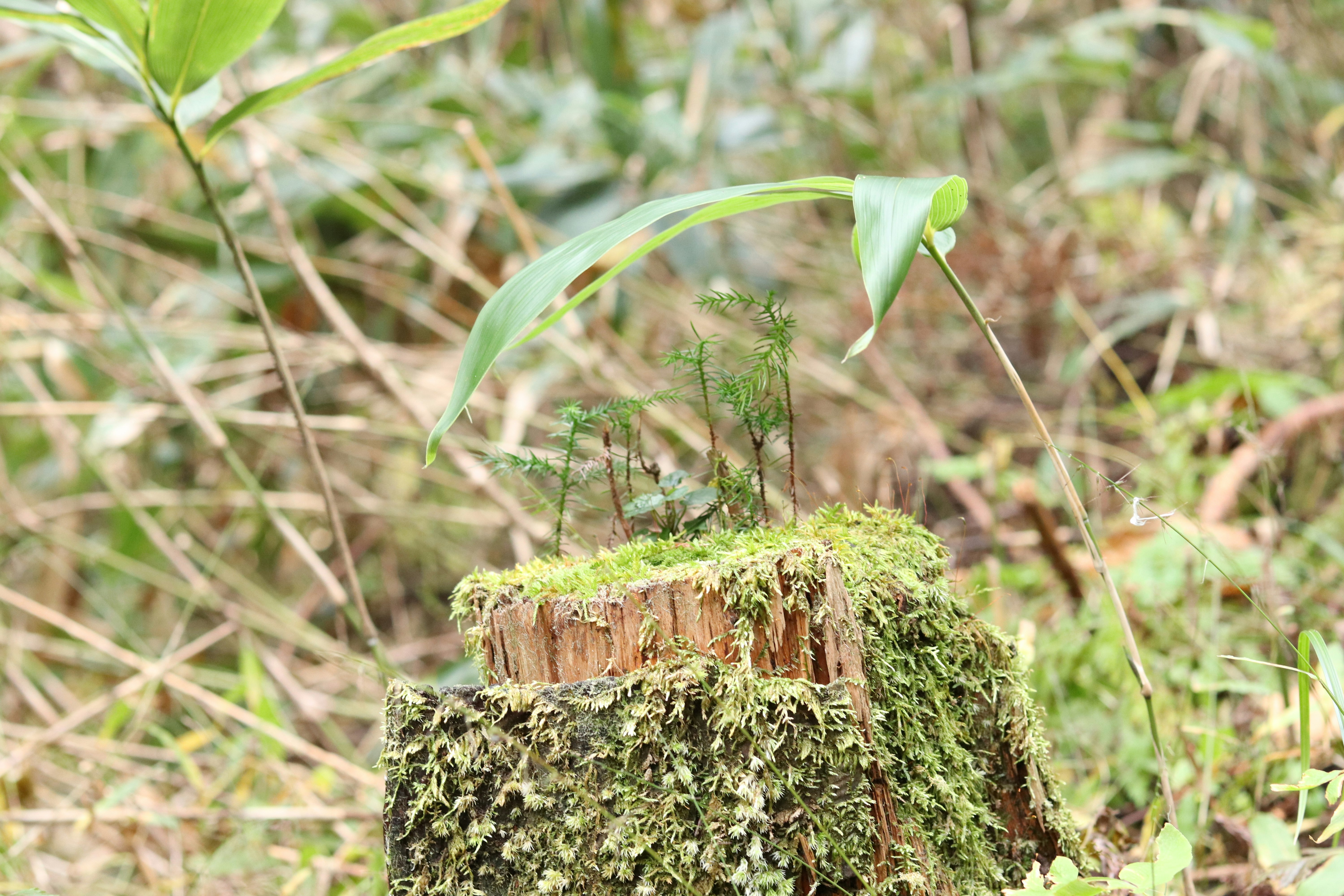 切り株に生えた苔と草の新芽