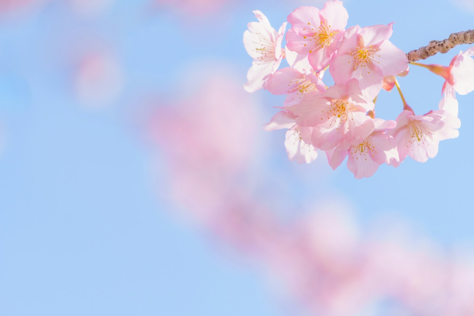 Kirschblüten, die vor einem blauen Himmel blühen