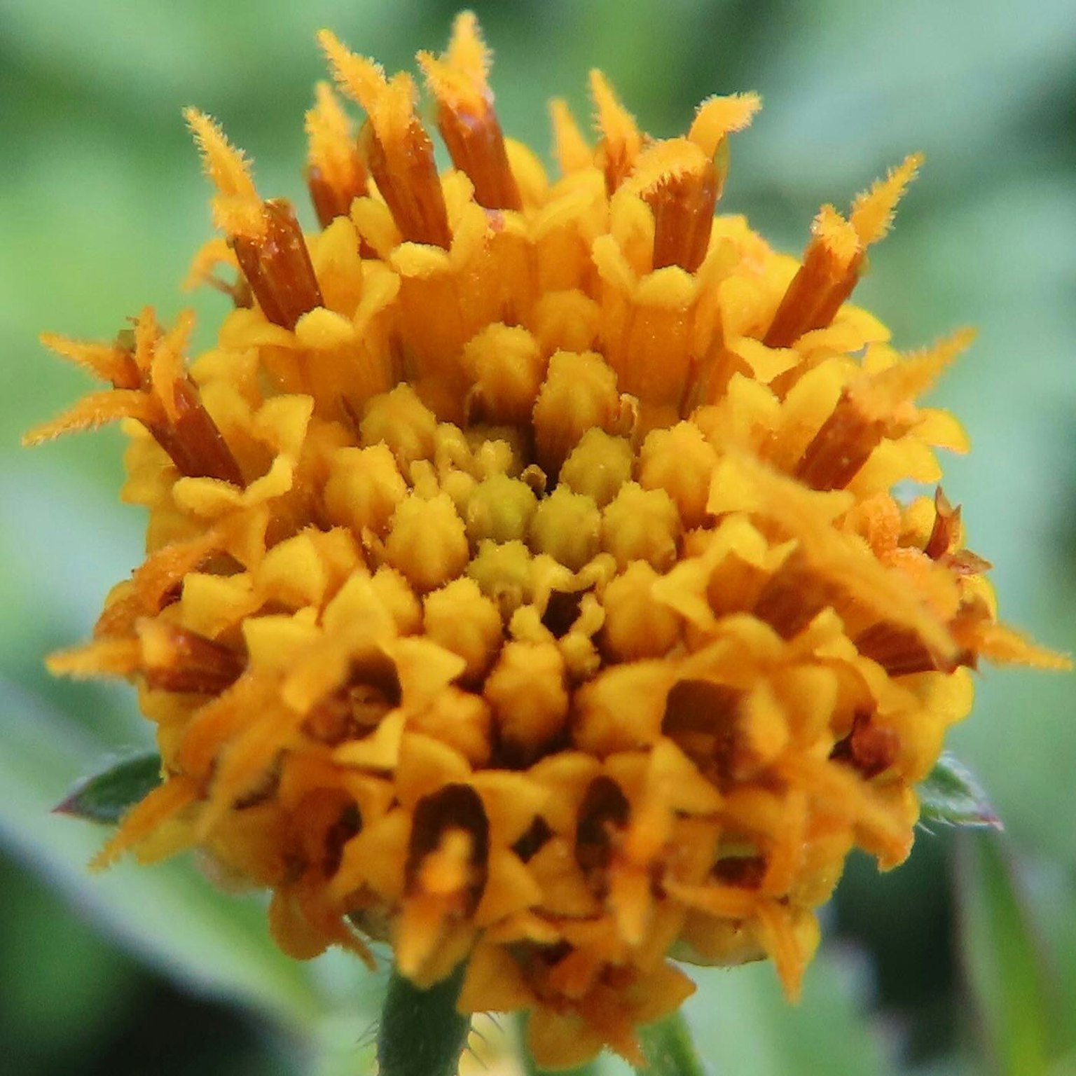 Close-up bunga oranye cerah dengan kelopak kuning kecil di tengahnya