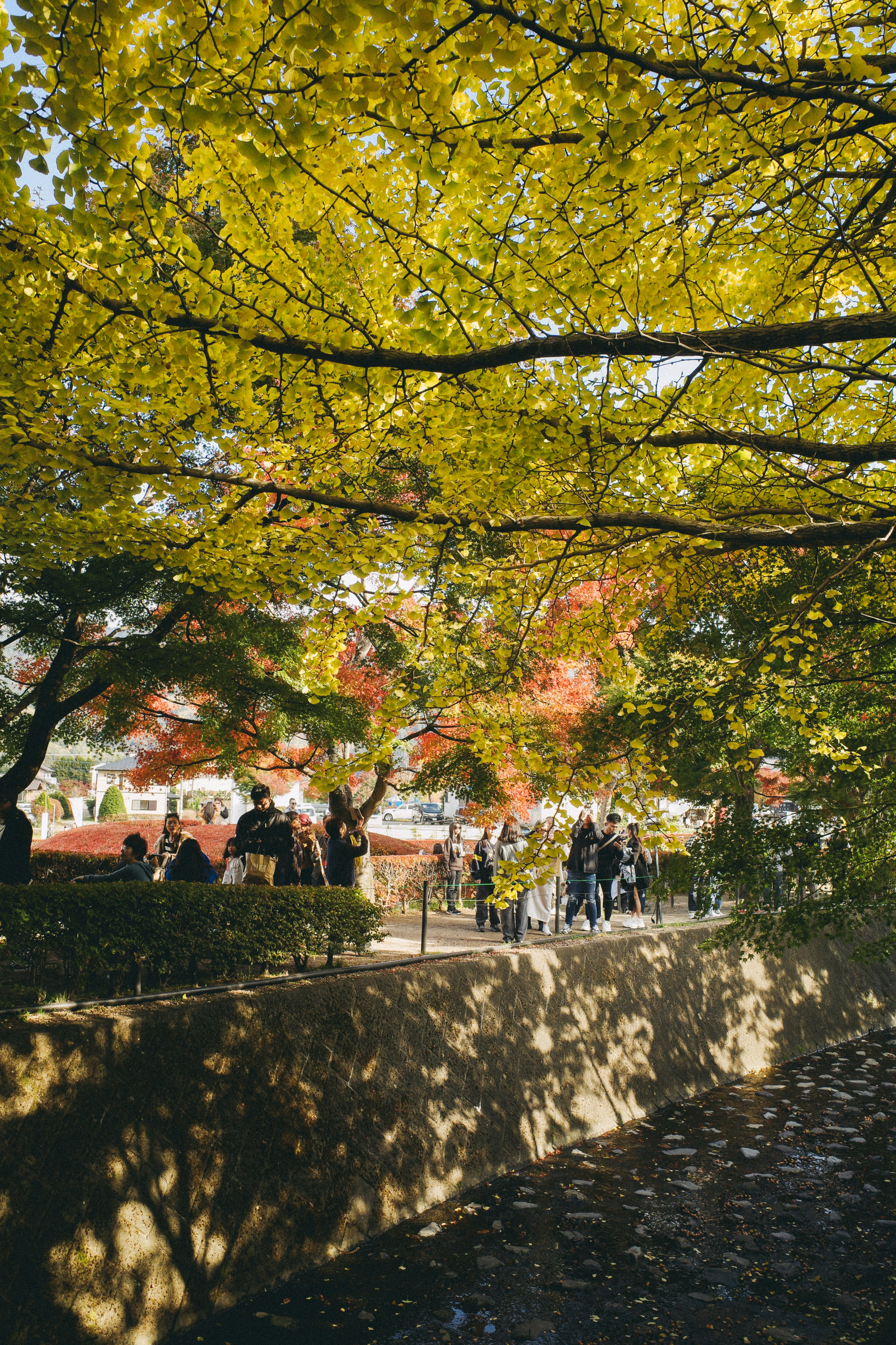 木漏れ日の並木道を歩く人々の風景