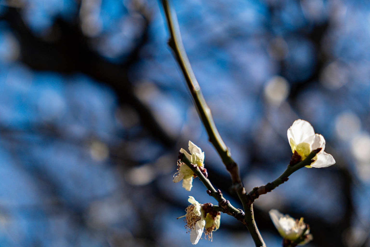 Branch with white flowers against a blue sky