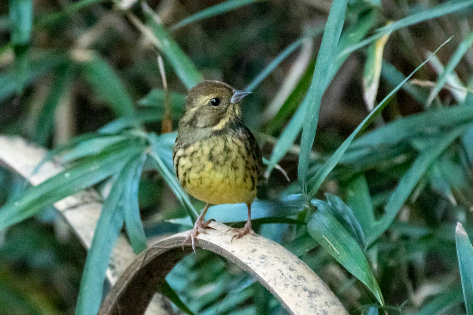 Un piccolo uccello giallo appollaiato su un ramo circondato da foglie verdi