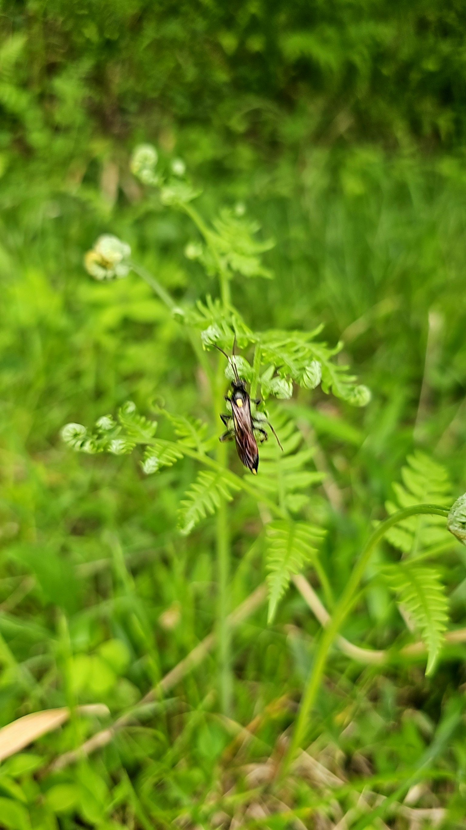 Pianta con boccioli e insetto nell'erba verde