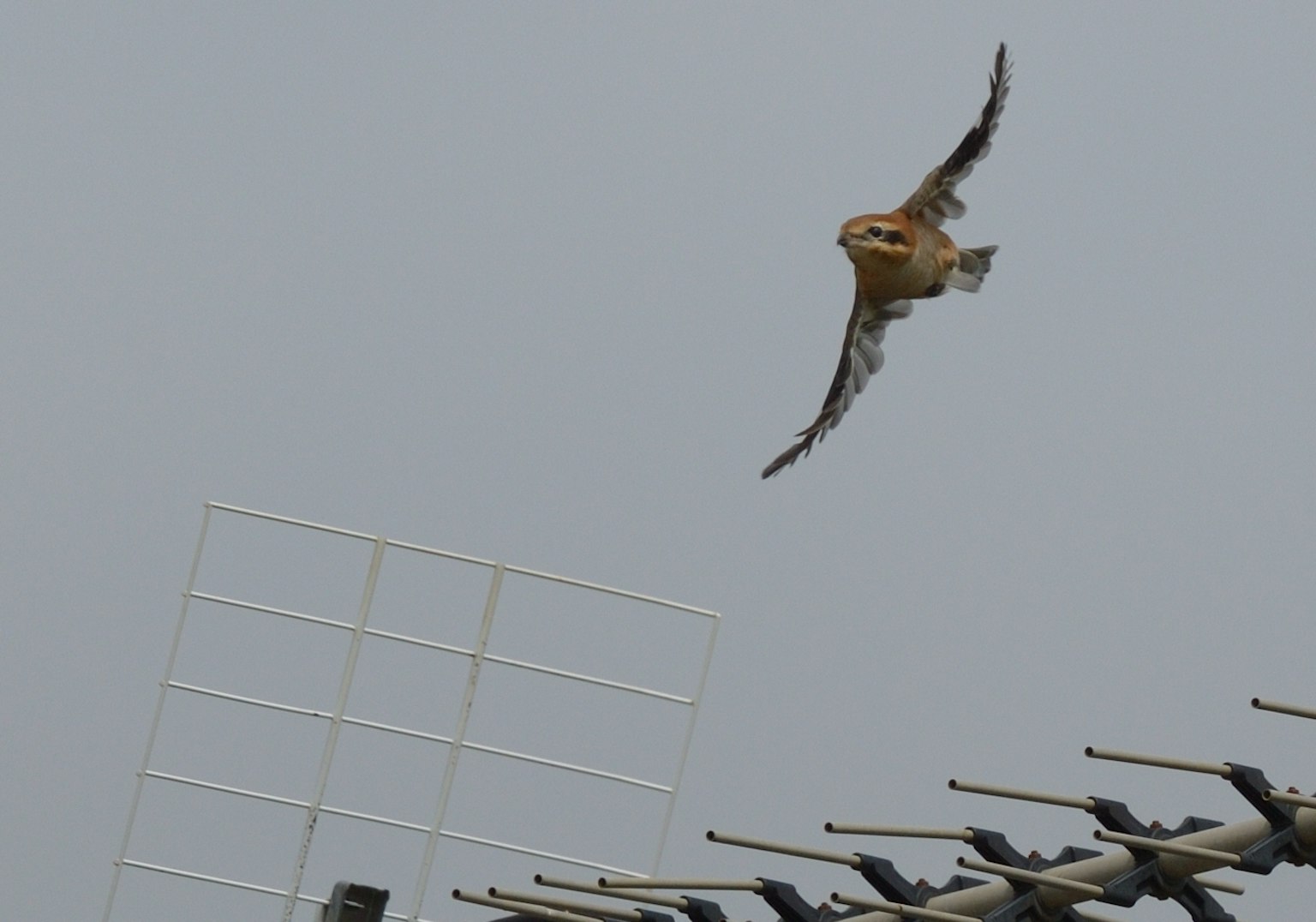 Un halcón volando en el cielo con una torre de radio al fondo