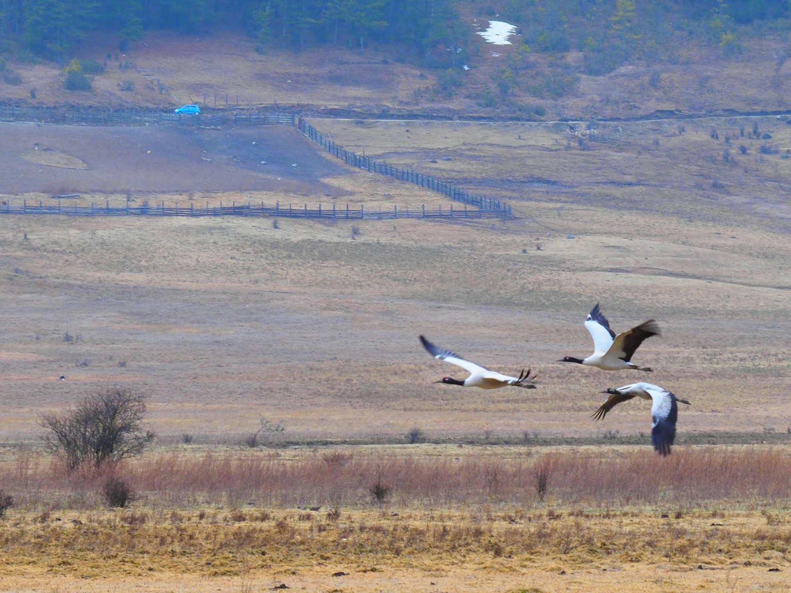 Varios pájaros volando bajo un cielo azul sobre una vasta pradera