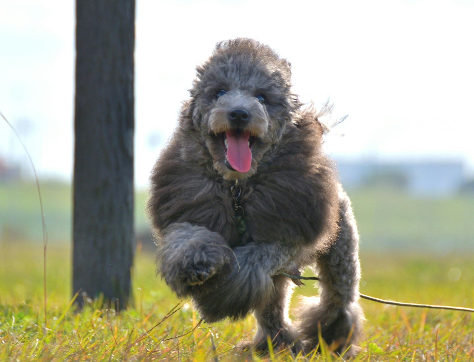 Un cane che corre felicemente in un campo erboso