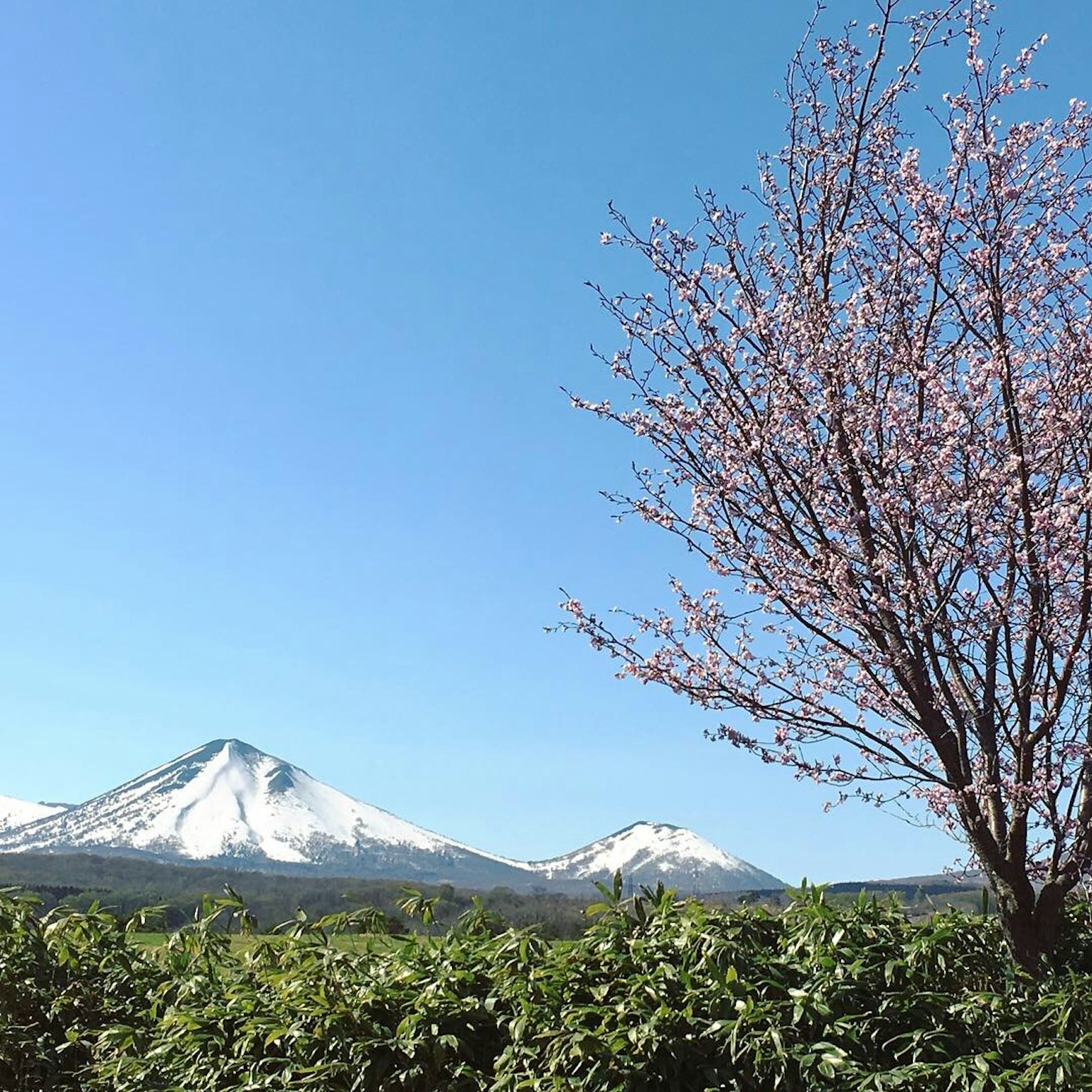 Vista panoramica di montagne innevate con un albero di ciliegio in fiore